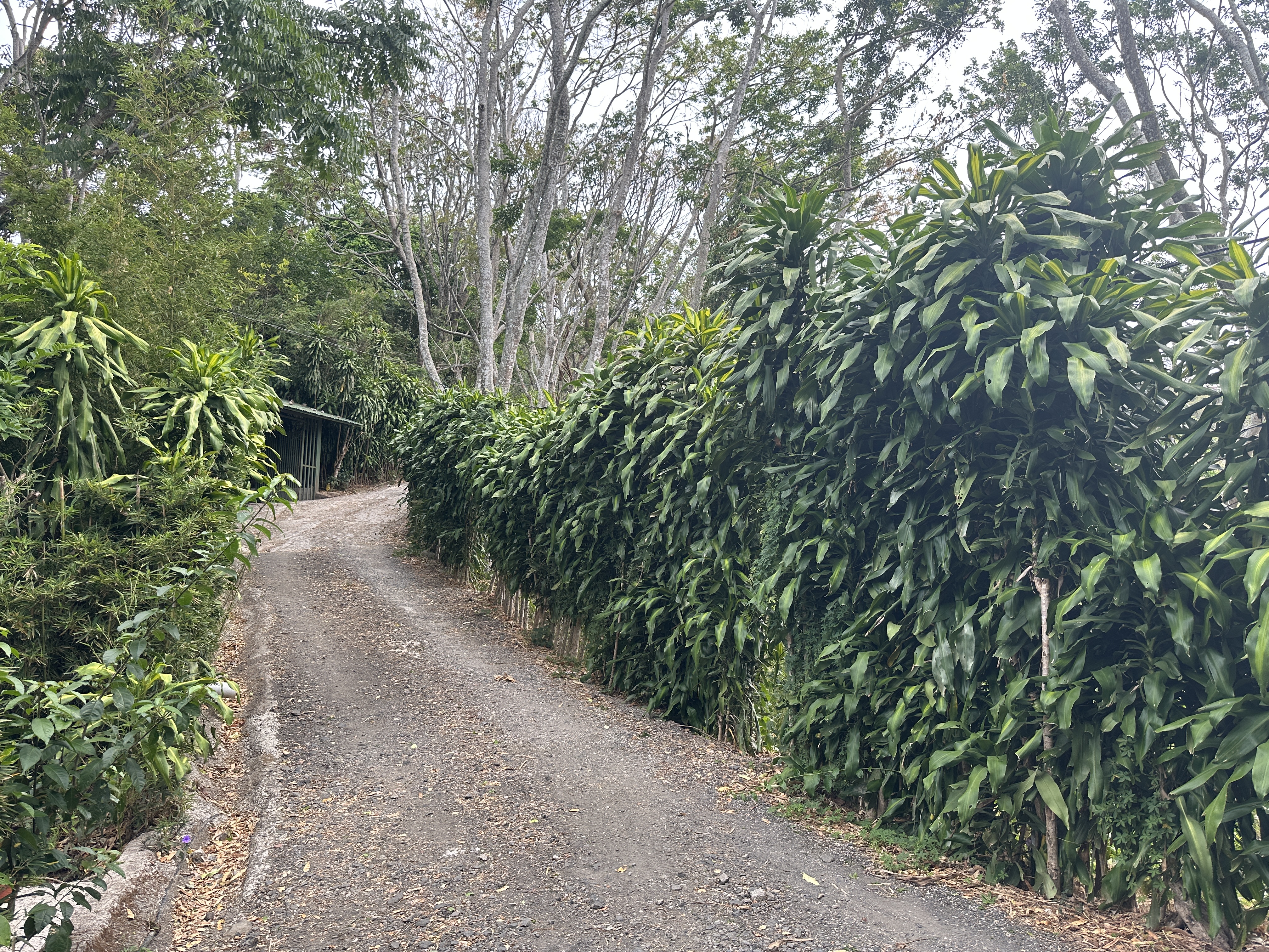 3 bed Single Family Homes For Sale in Atenas, Alajuela - thumb 4