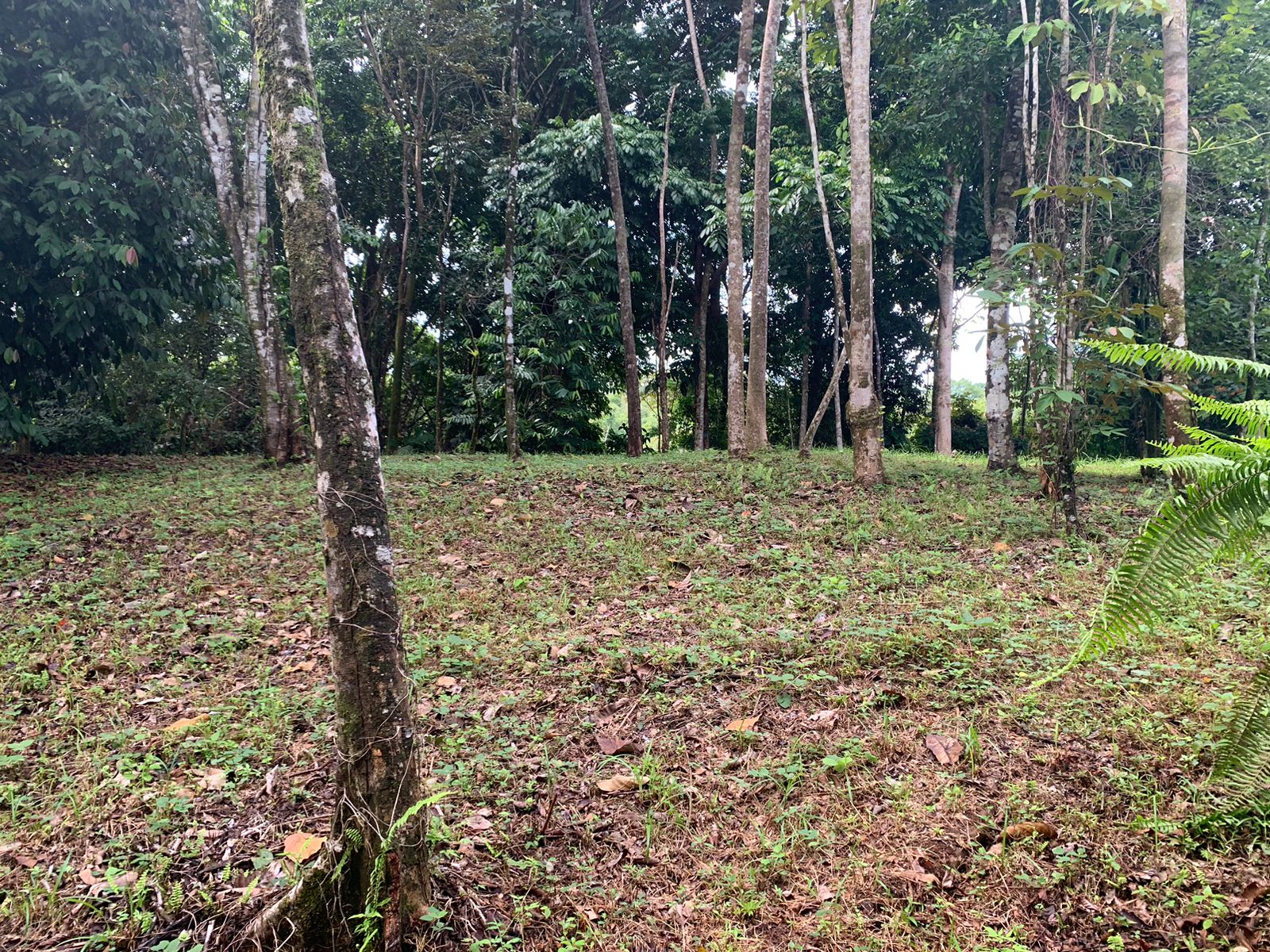 0 bed Land For Sale in Ojochal, Puntarenas - thumb 18