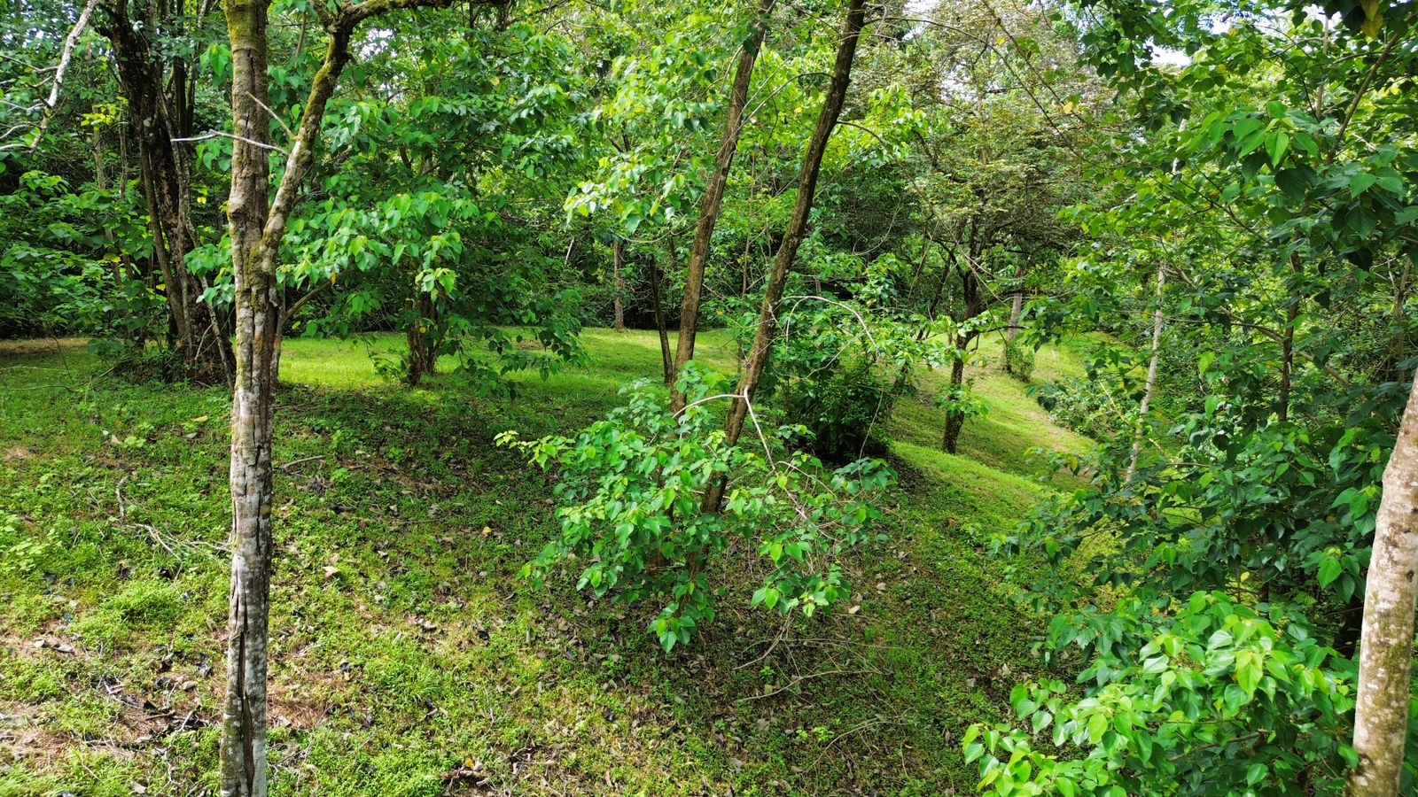 0 bed Land For Sale in Ojochal, Puntarenas - thumb 10