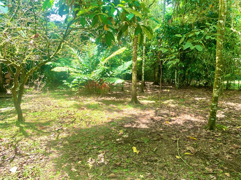 3 bed Single Family Homes For Sale in La Fortuna, Alajuela - thumb 5