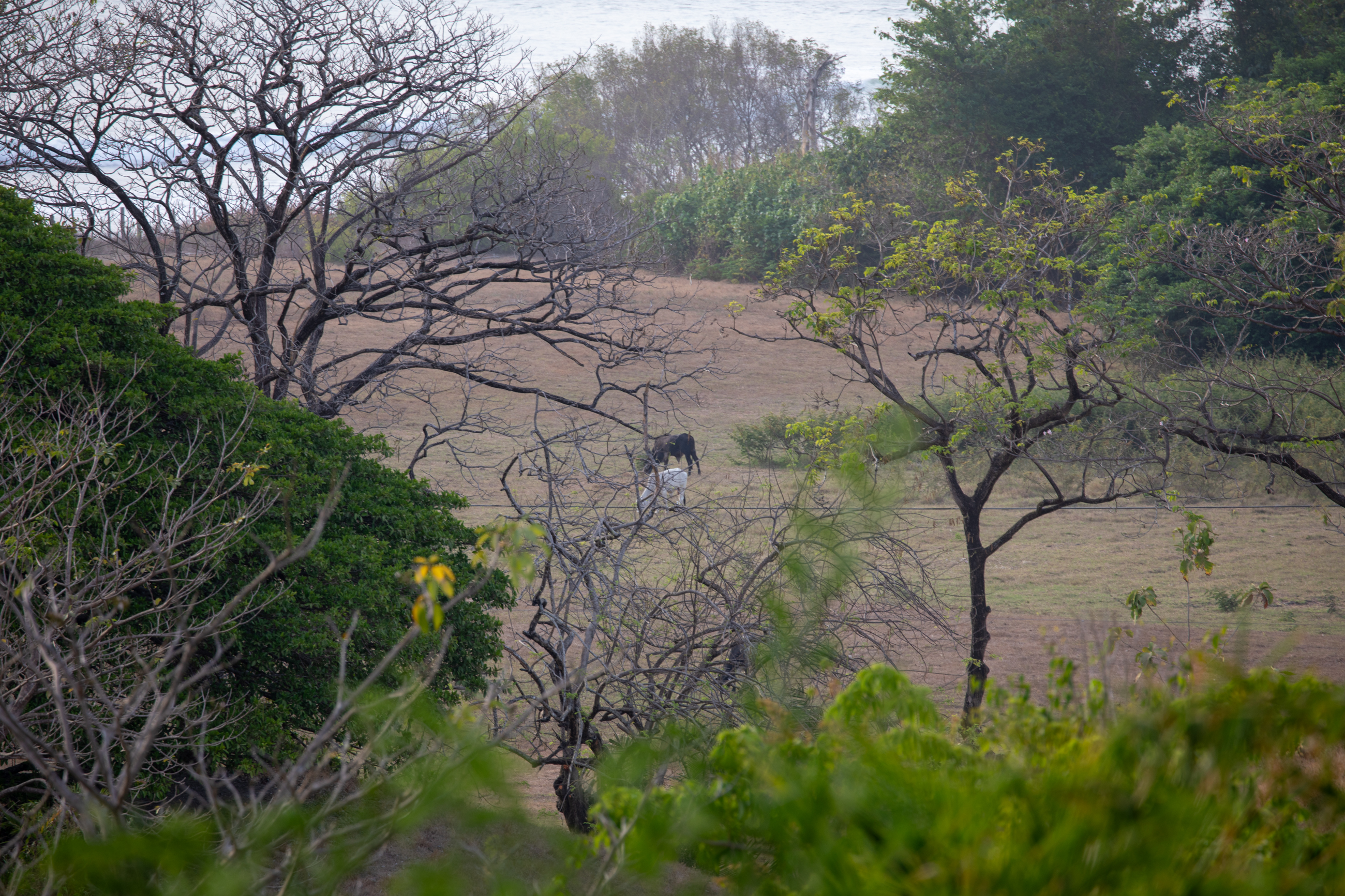 16 bed Single Family Homes For Sale in Nosara, Guanacaste - thumb 17