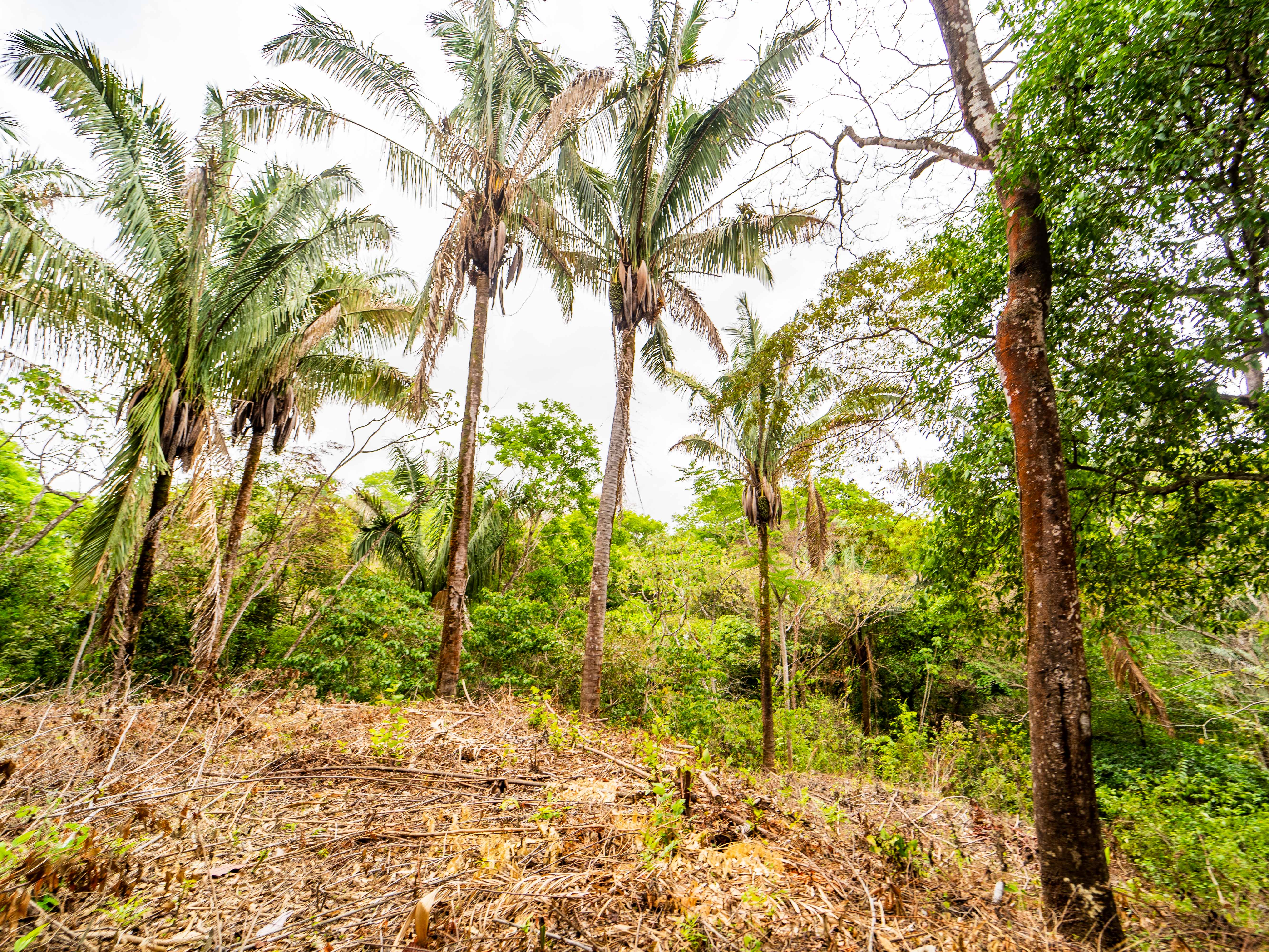 0 bed Land For Sale in Samara, Guanacaste - thumb 11