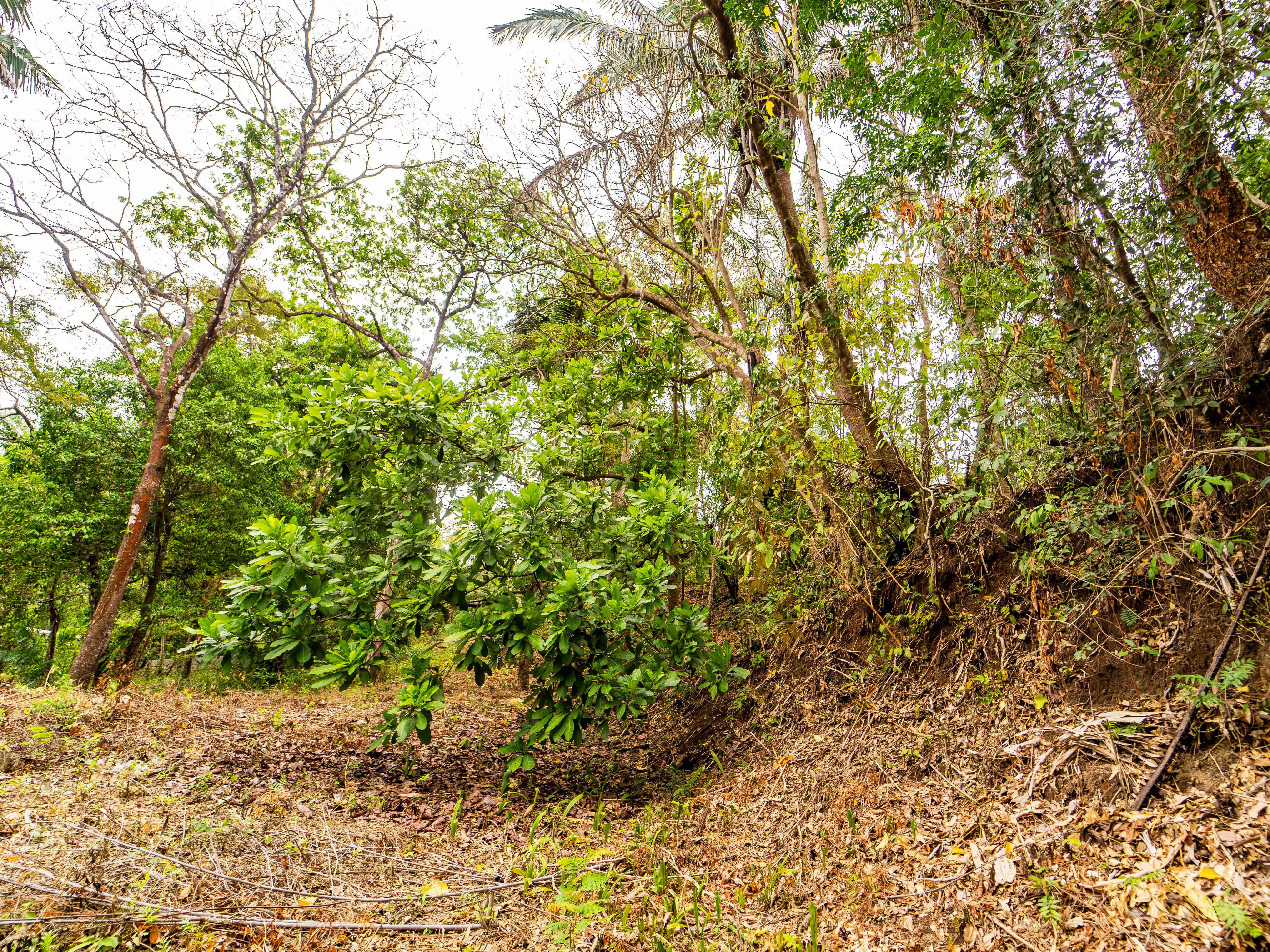0 bed Land For Sale in Samara, Guanacaste - thumb 15