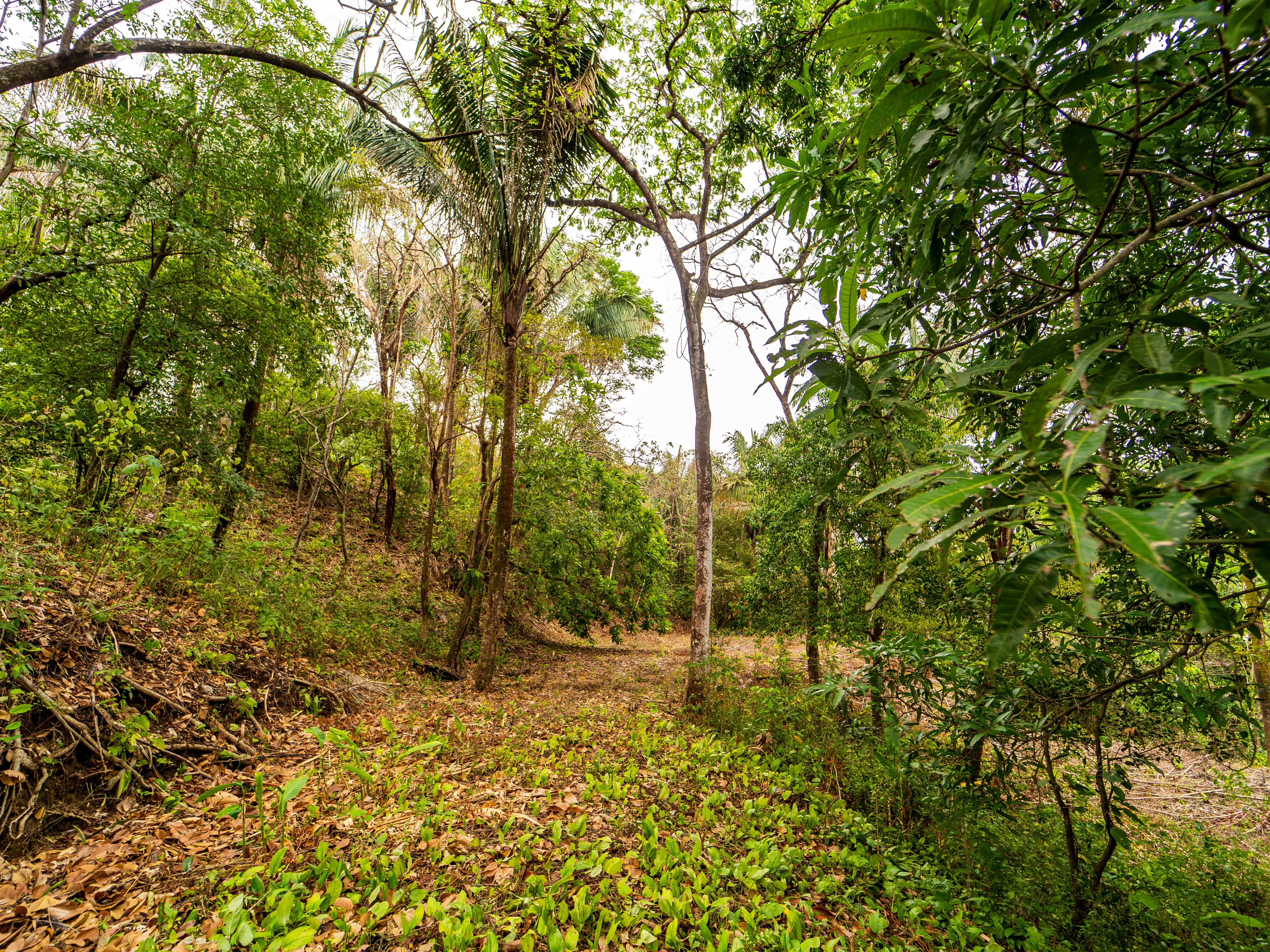 0 bed Land For Sale in Samara, Guanacaste - thumb 7