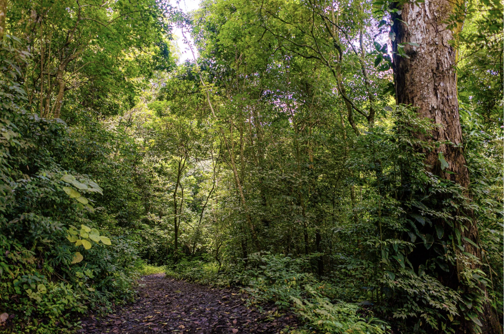 8 bed Commercial For Sale in San Pablo, San Jose - thumb 10