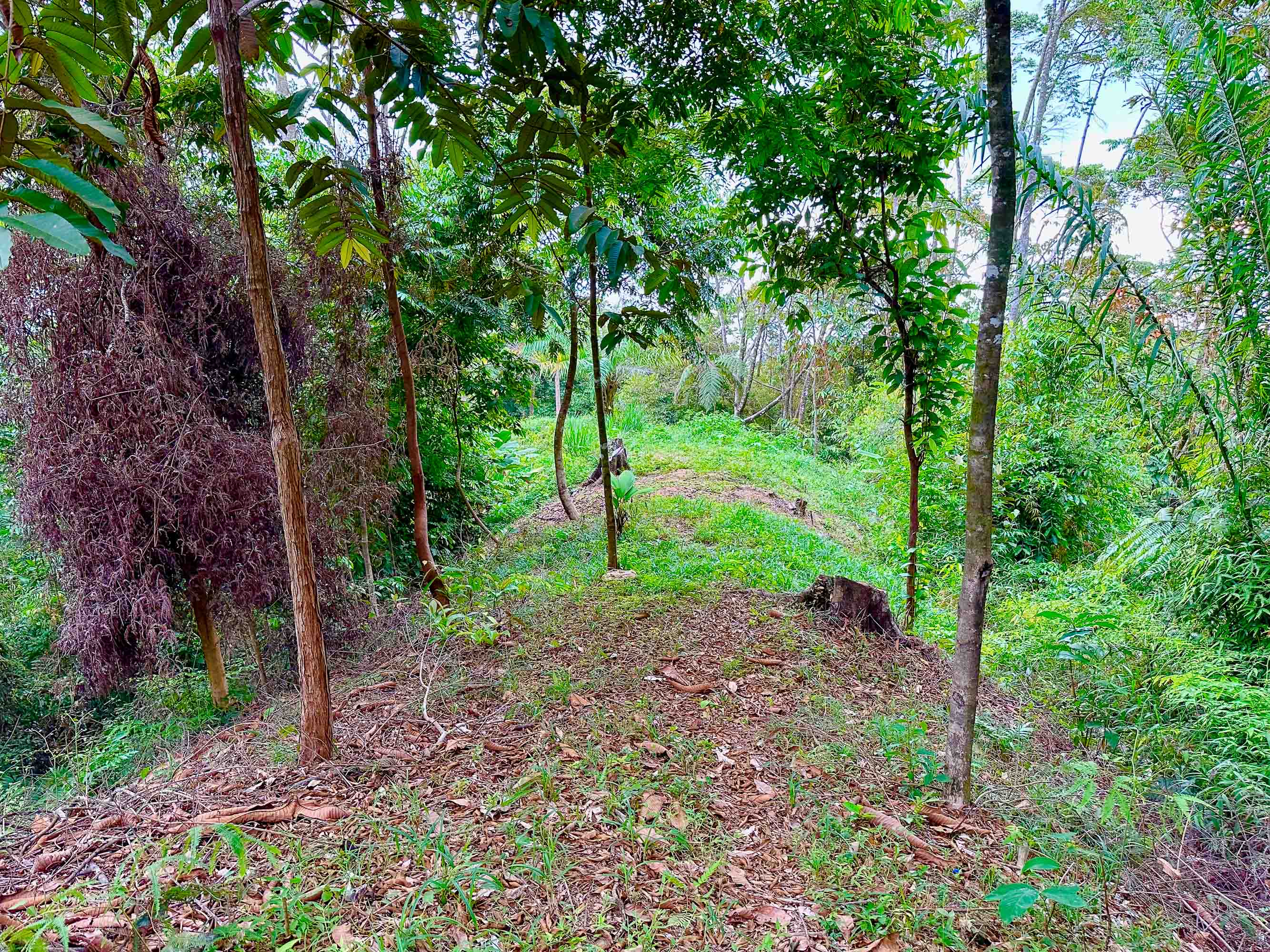 0 bed Land For Sale in Dominical, Puntarenas - thumb 19