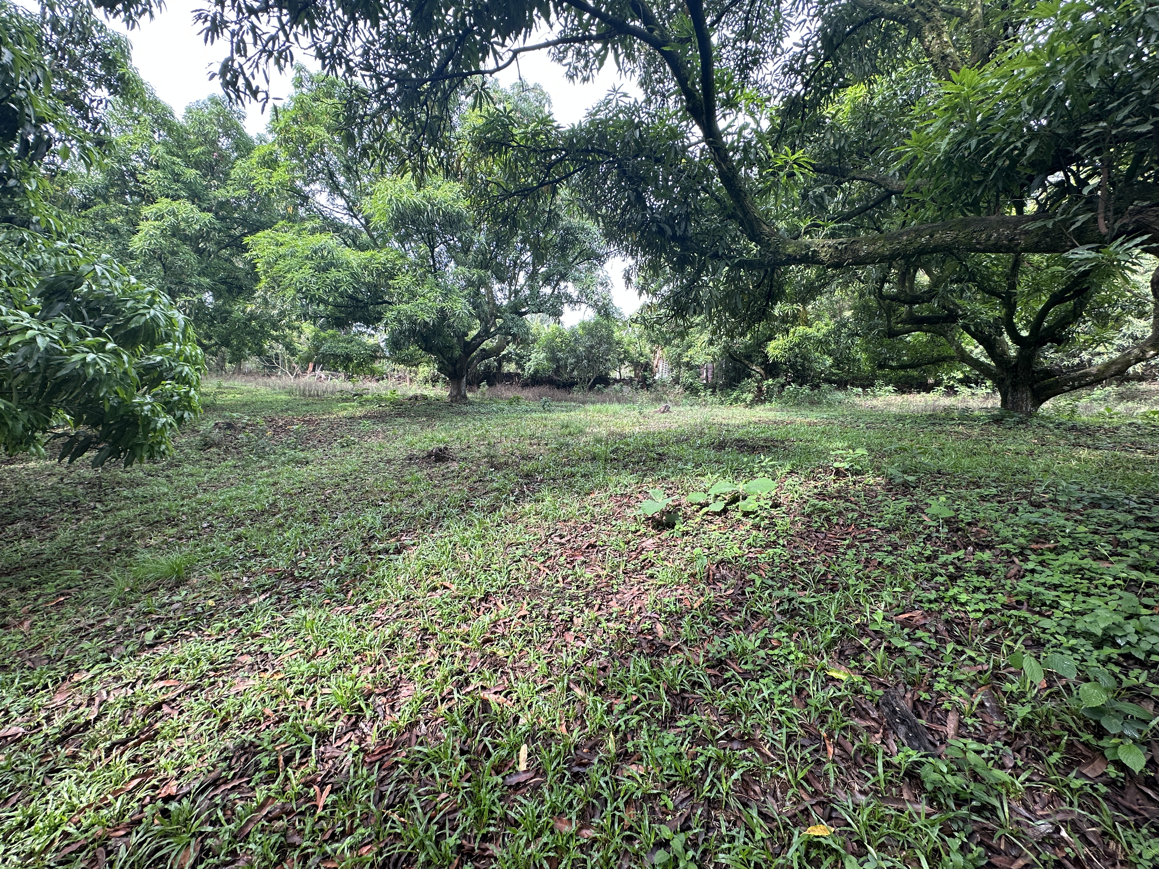0 bed Land For Sale in Atenas, Alajuela - thumb 16