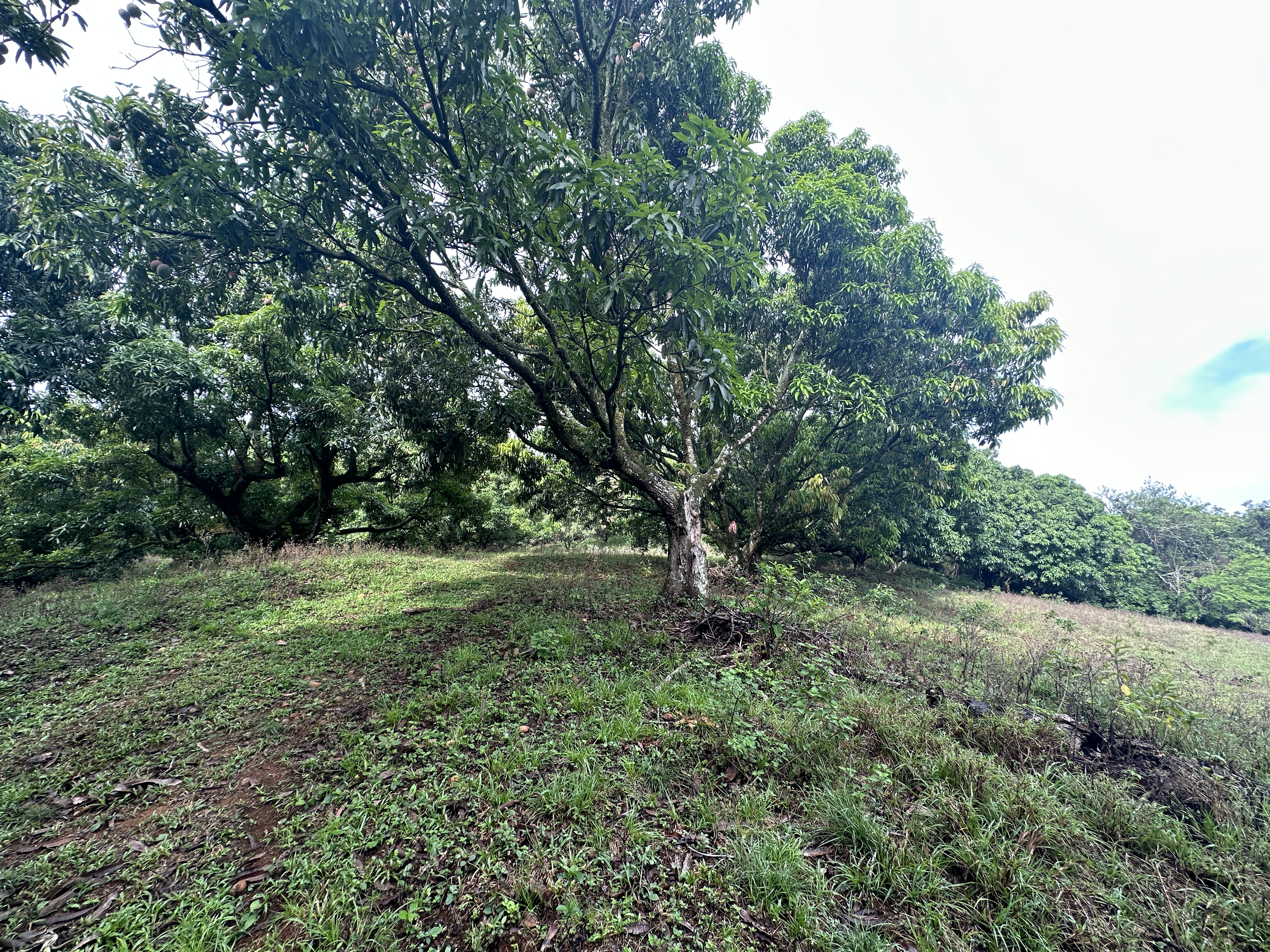 0 bed Land For Sale in Atenas, Alajuela - thumb 11