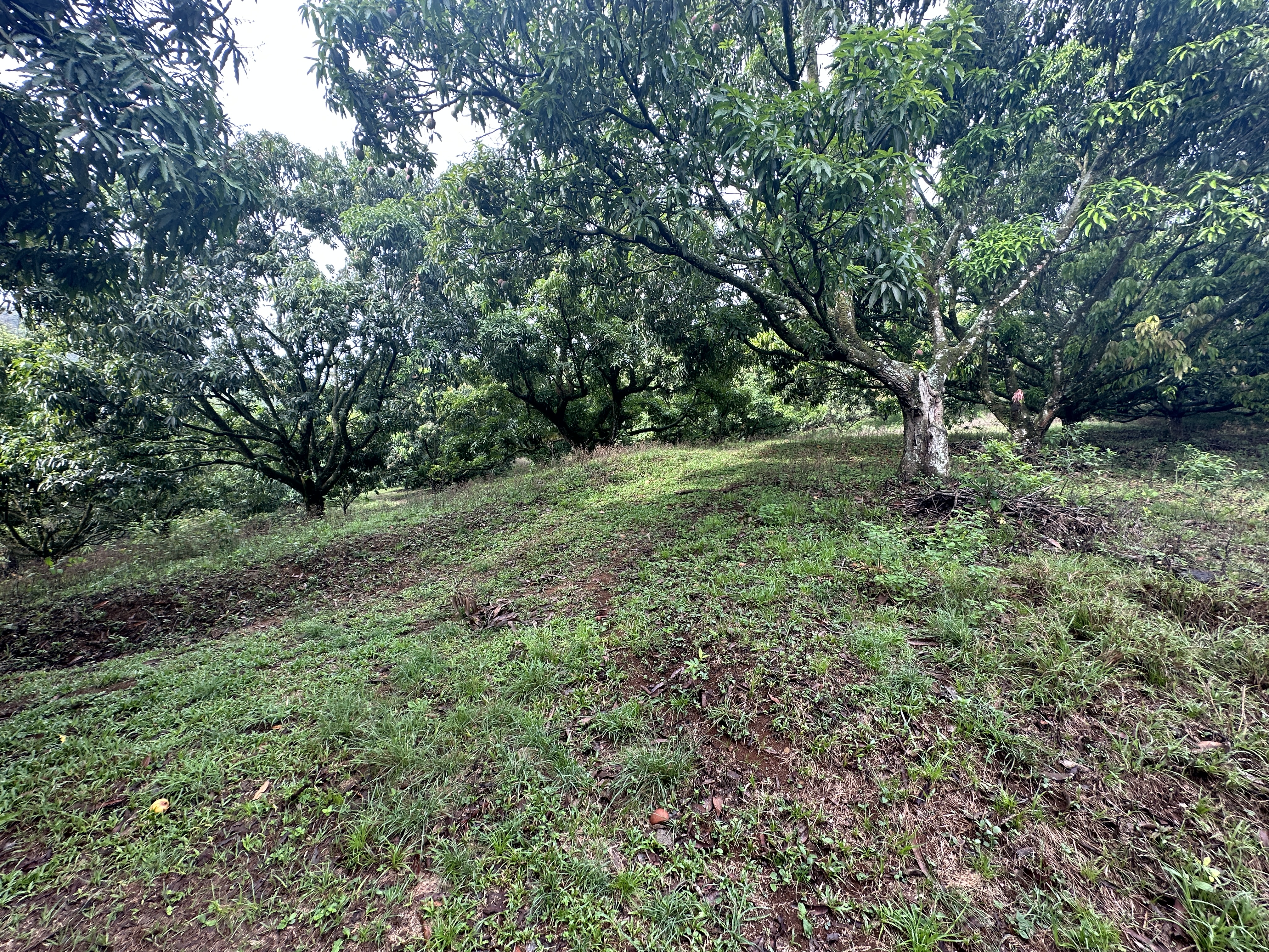 0 bed Land For Sale in Atenas, Alajuela - thumb 8