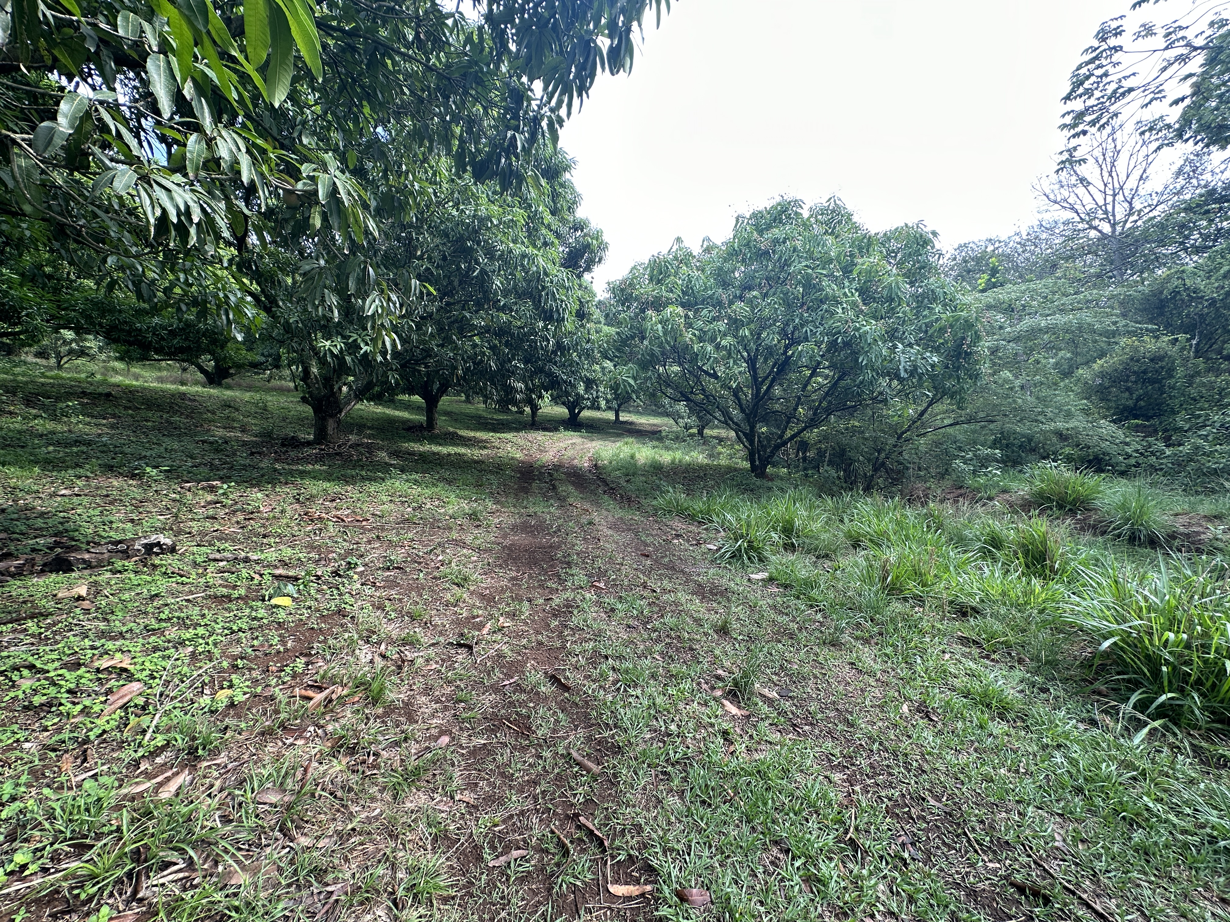 0 bed Land For Sale in Atenas, Alajuela - thumb 17