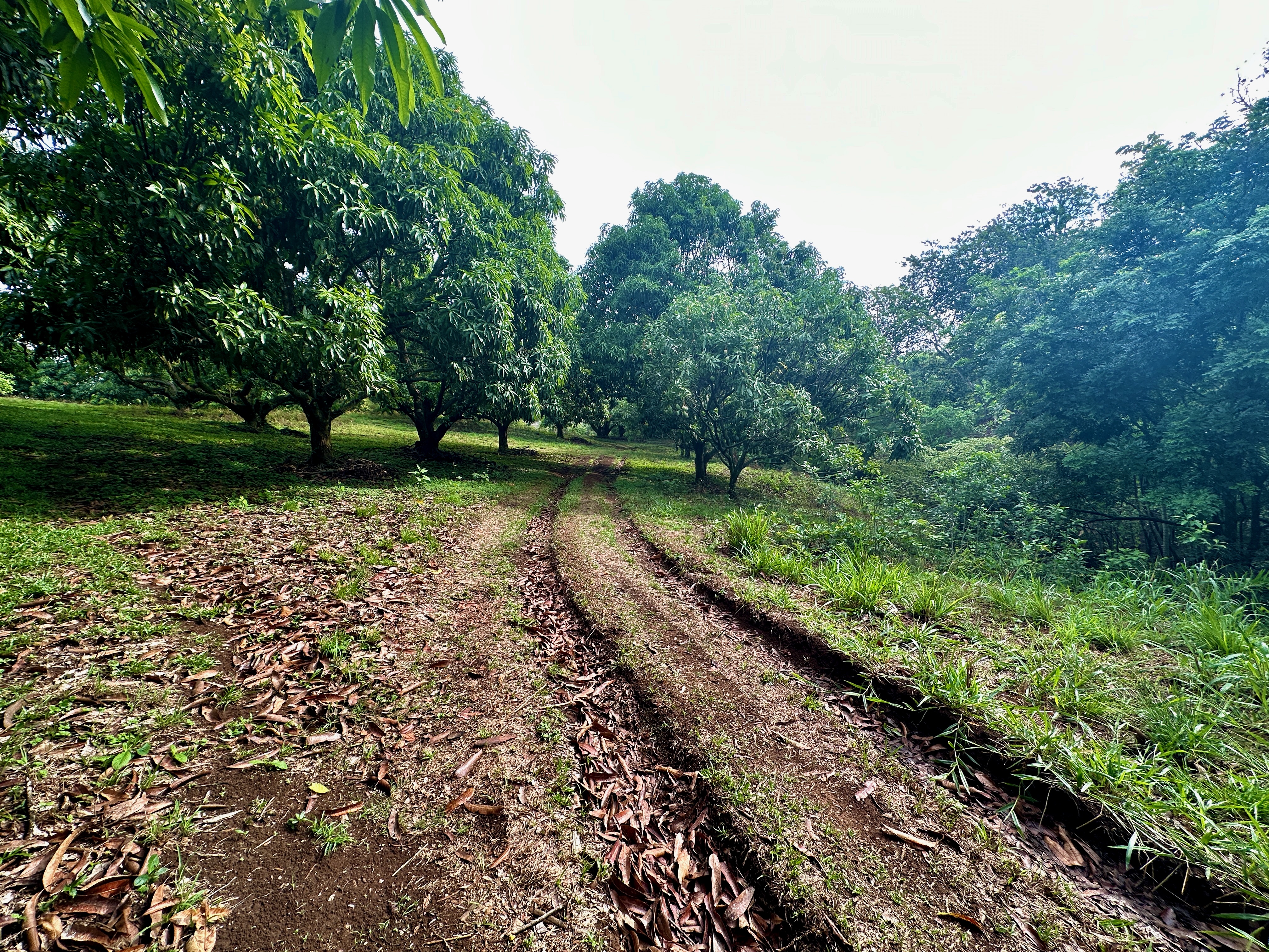 0 bed Land For Sale in Atenas, Alajuela - thumb 18