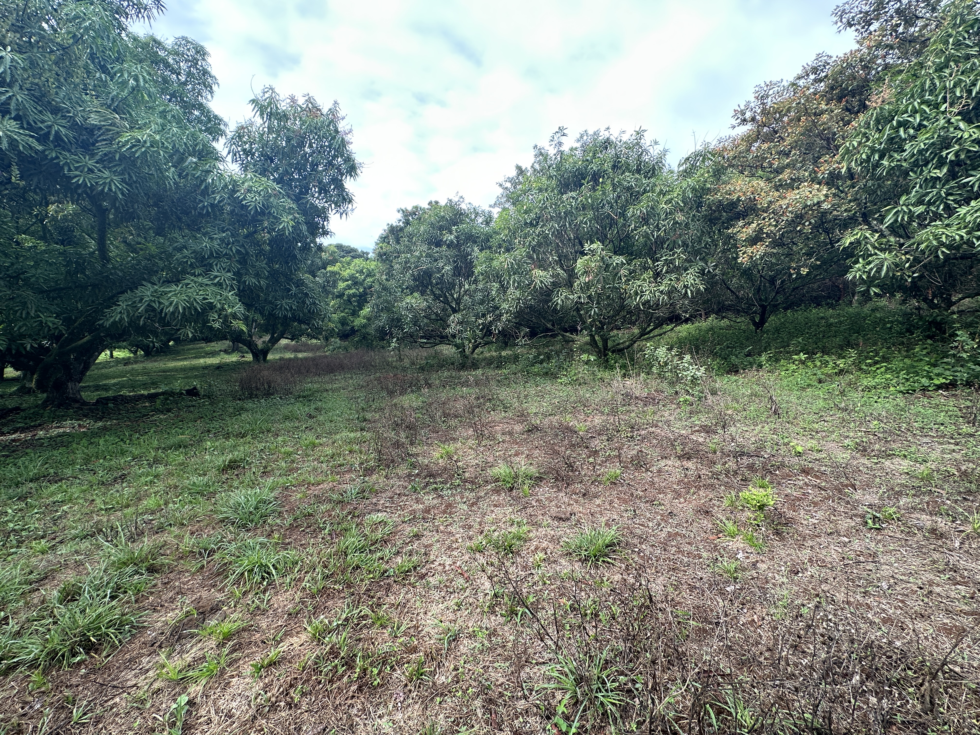 0 bed Land For Sale in Atenas, Alajuela - thumb 15