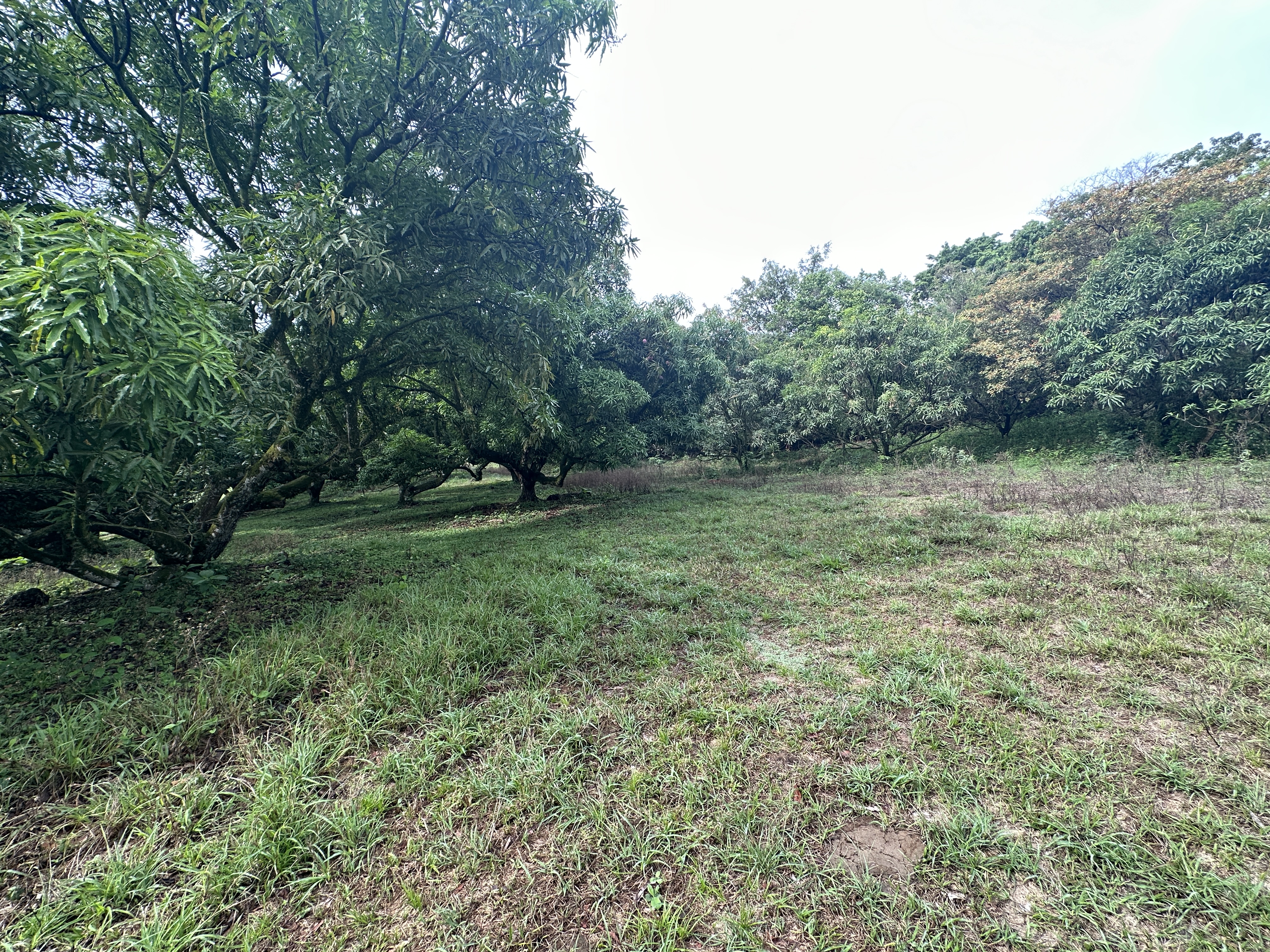 0 bed Land For Sale in Atenas, Alajuela - thumb 14