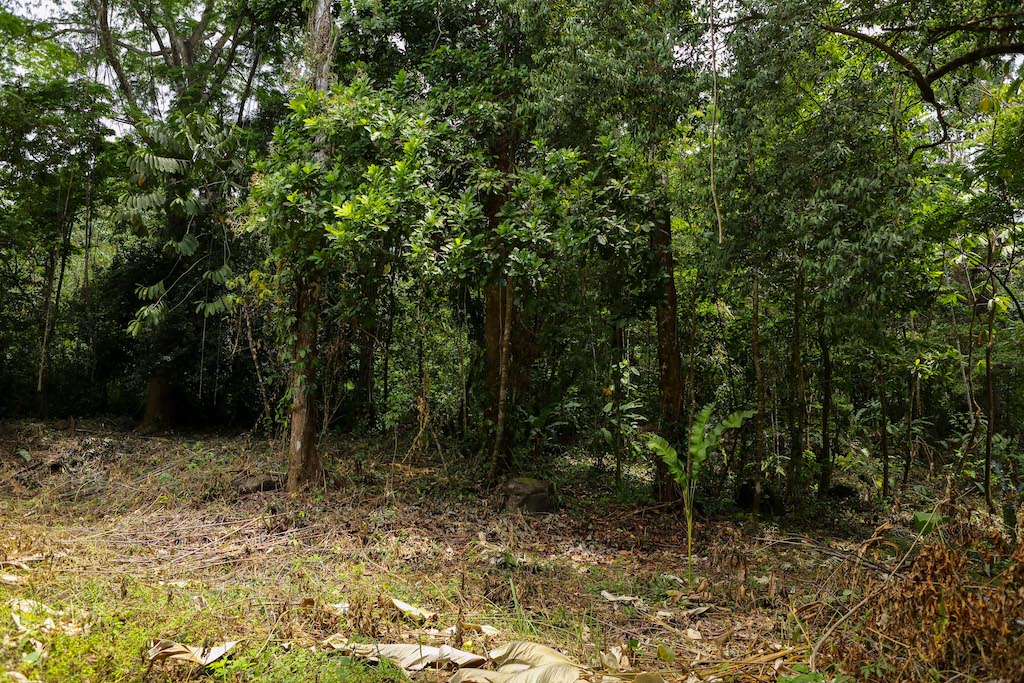 0 bed Land For Sale in Ojochal, Puntarenas - thumb 26