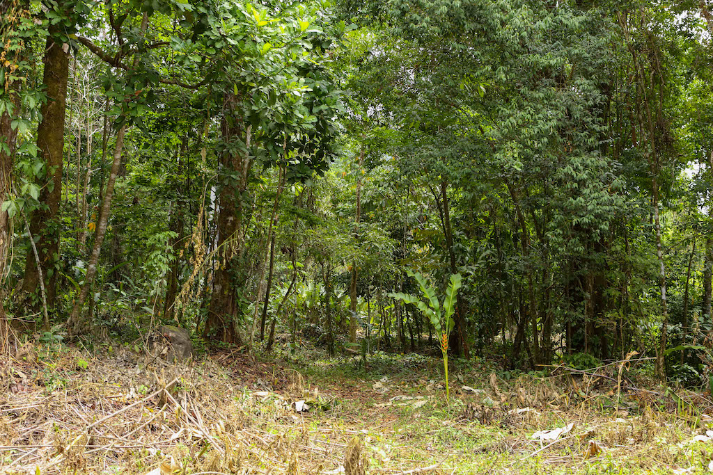 0 bed Land For Sale in Ojochal, Puntarenas - thumb 27