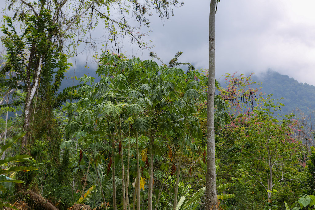 0 bed Land For Sale in Ojochal, Puntarenas - thumb 29