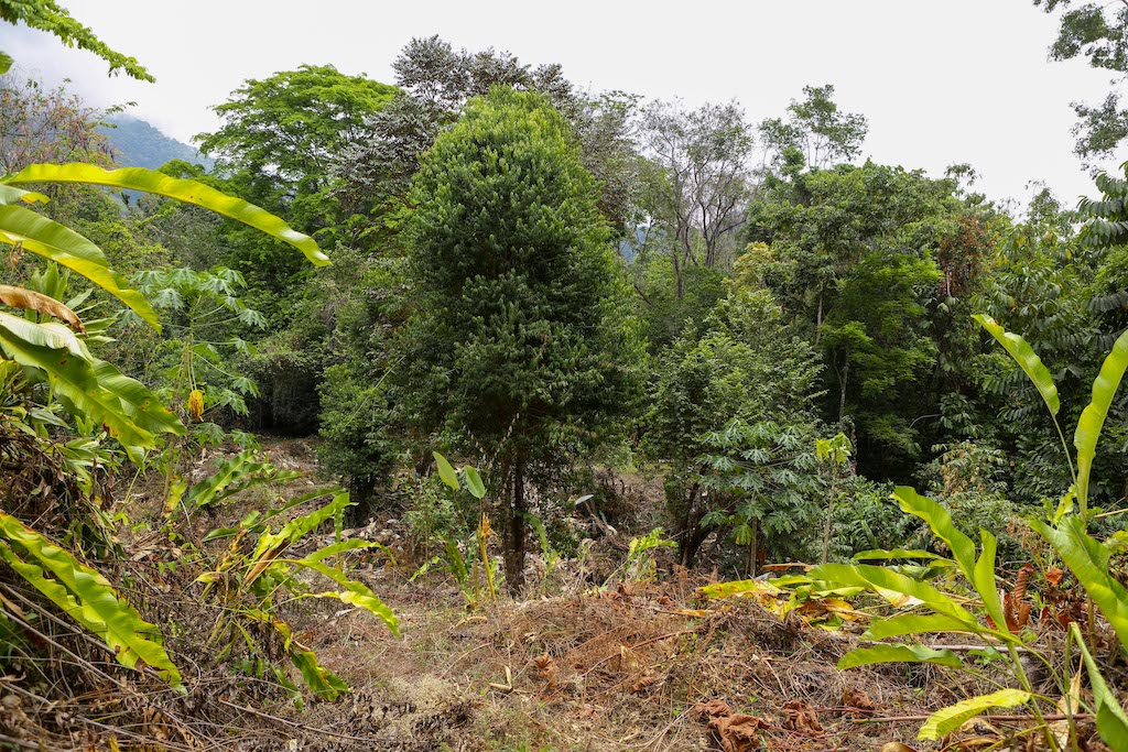 0 bed Land For Sale in Ojochal, Puntarenas - thumb 28