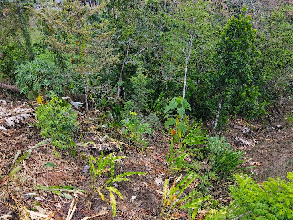 0 bed Land For Sale in Ojochal, Puntarenas - thumb 12