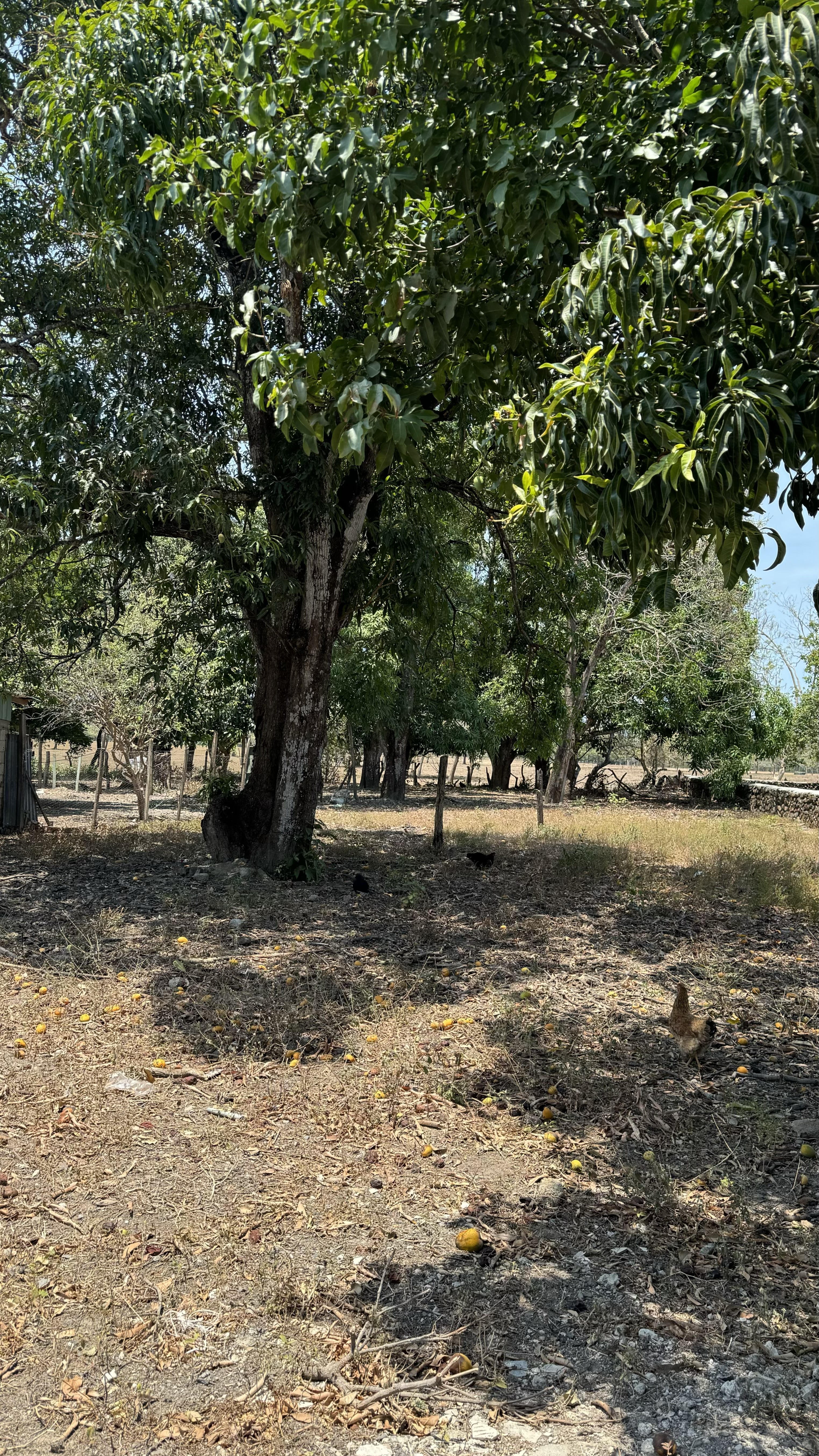 0 bed Land For Sale in Liberia, Guanacaste - thumb 2