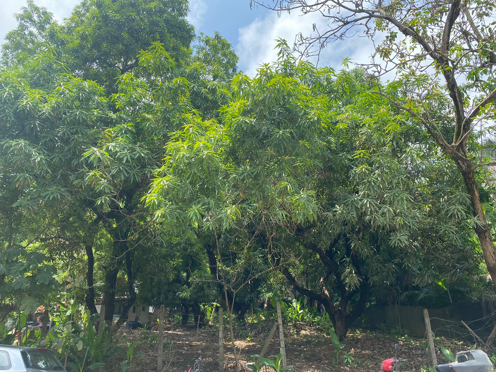 0 bed Land For Sale in Santa Teresa, Puntarenas - thumb 7