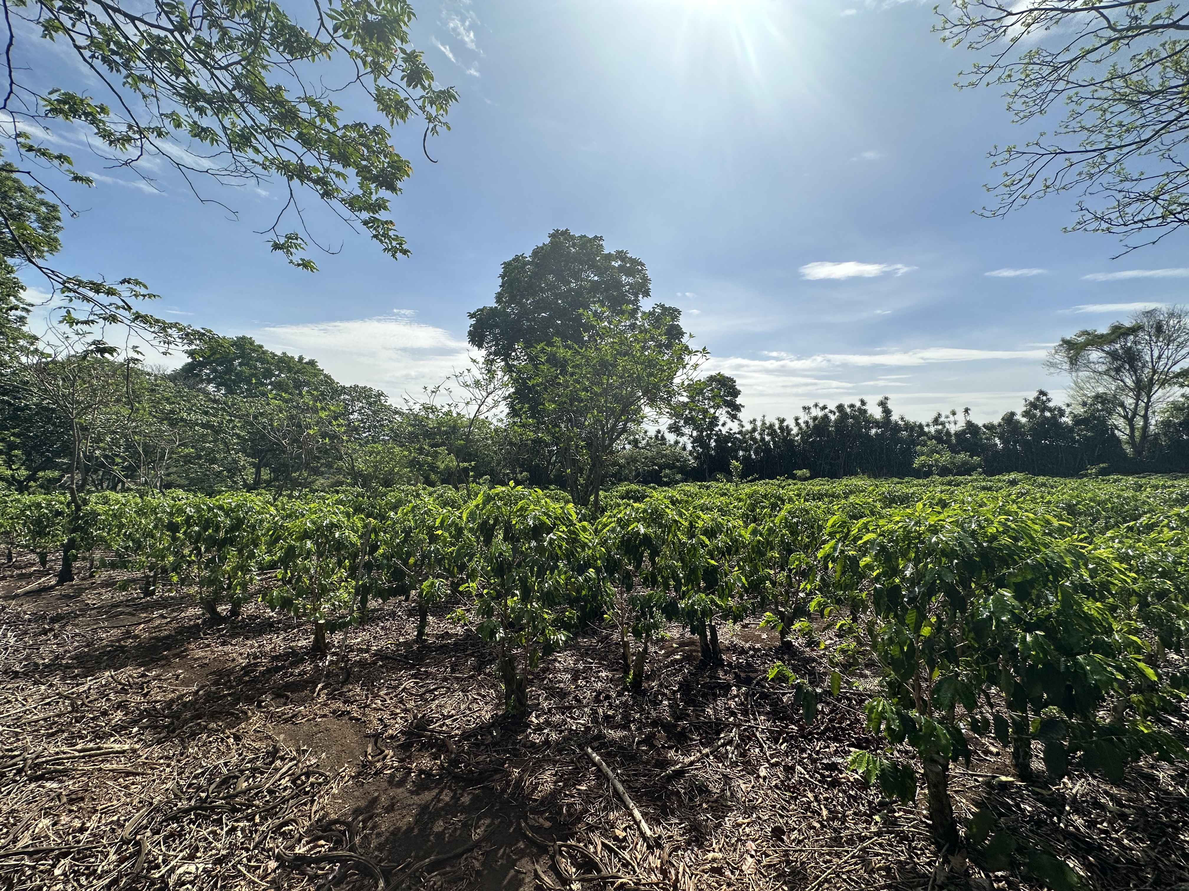 0 bed Land For Sale in Atenas, Alajuela - thumb 17