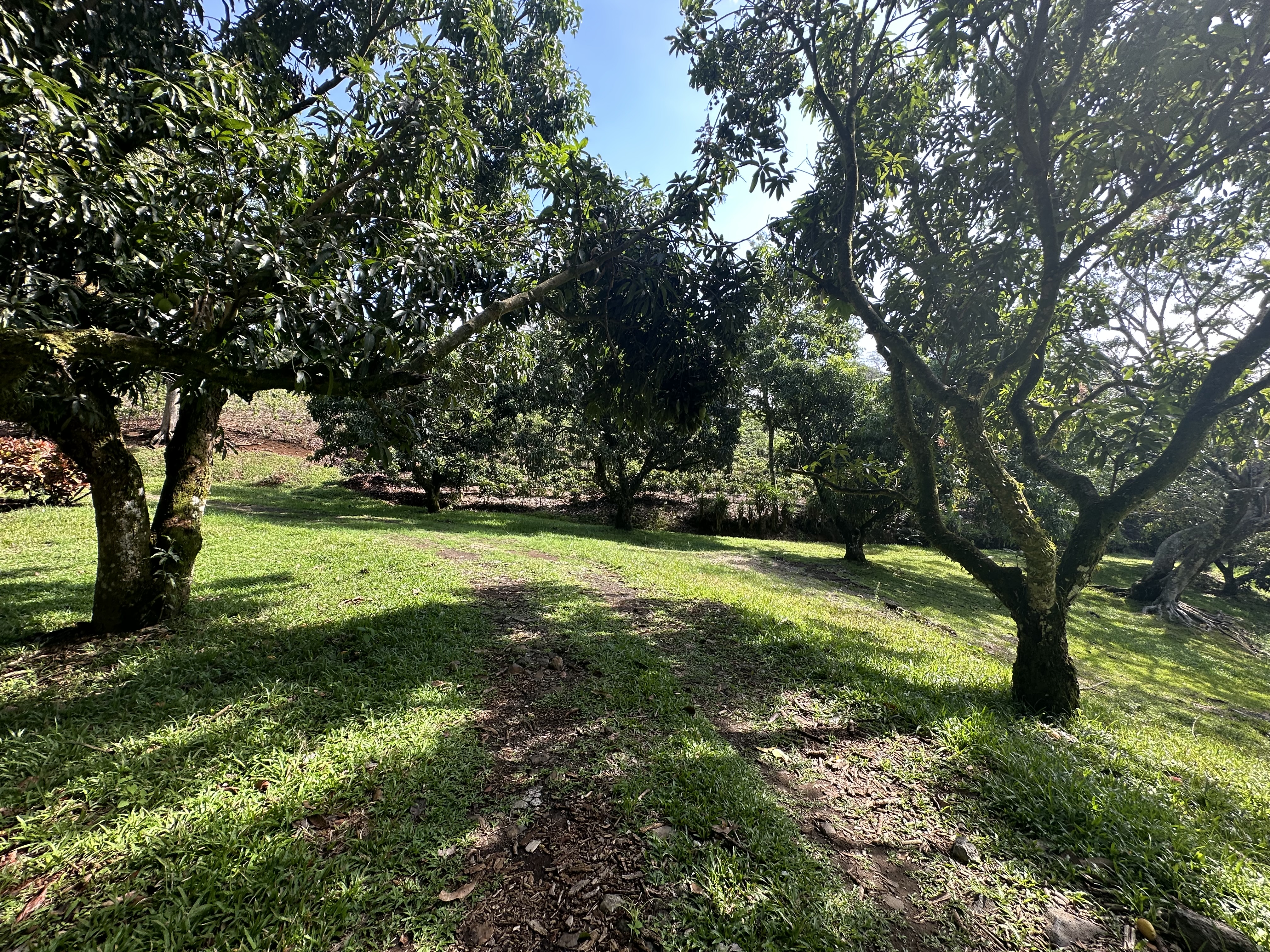 0 bed Land For Sale in Atenas, Alajuela - thumb 14