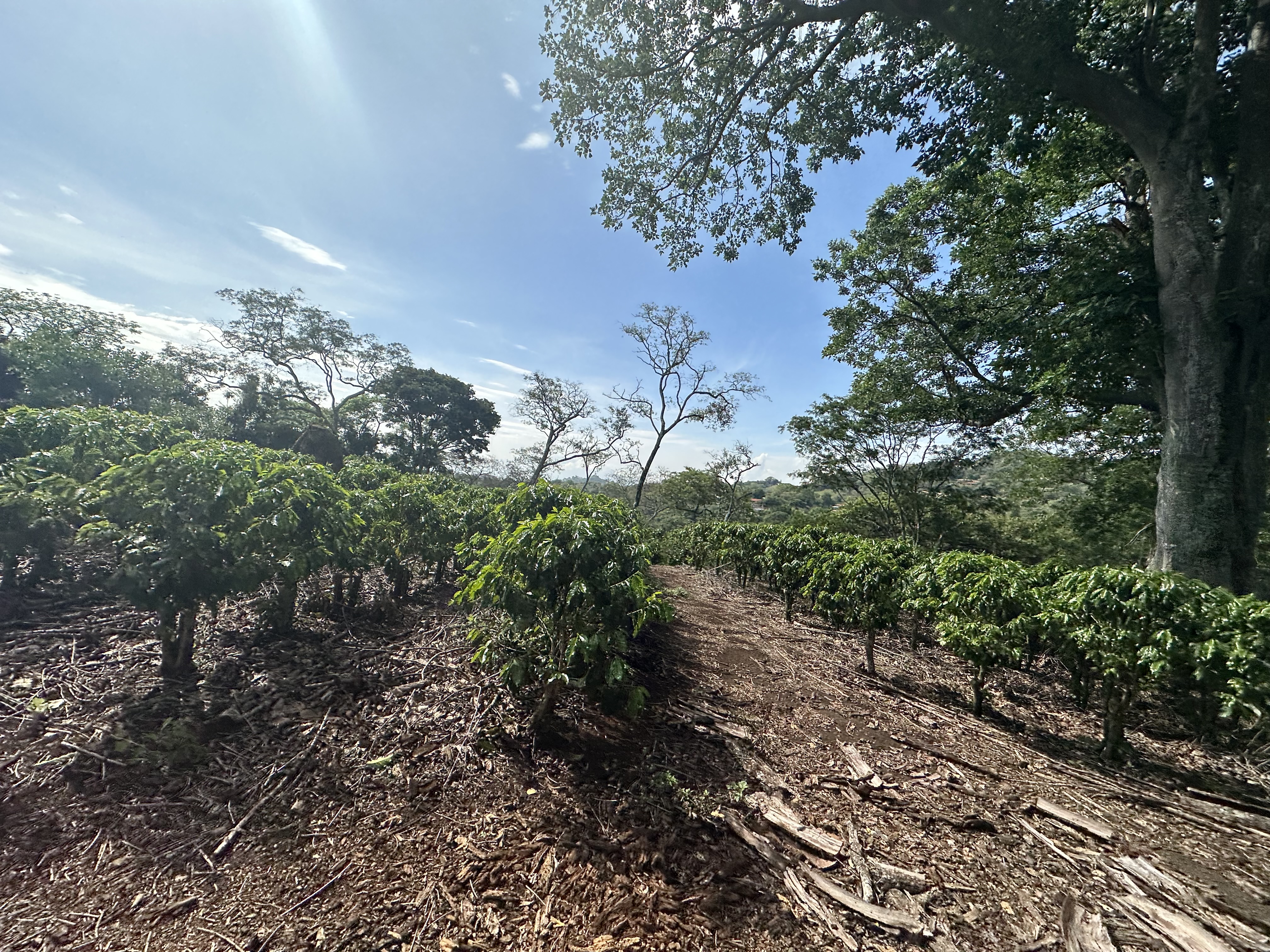 0 bed Land For Sale in Atenas, Alajuela - thumb 10