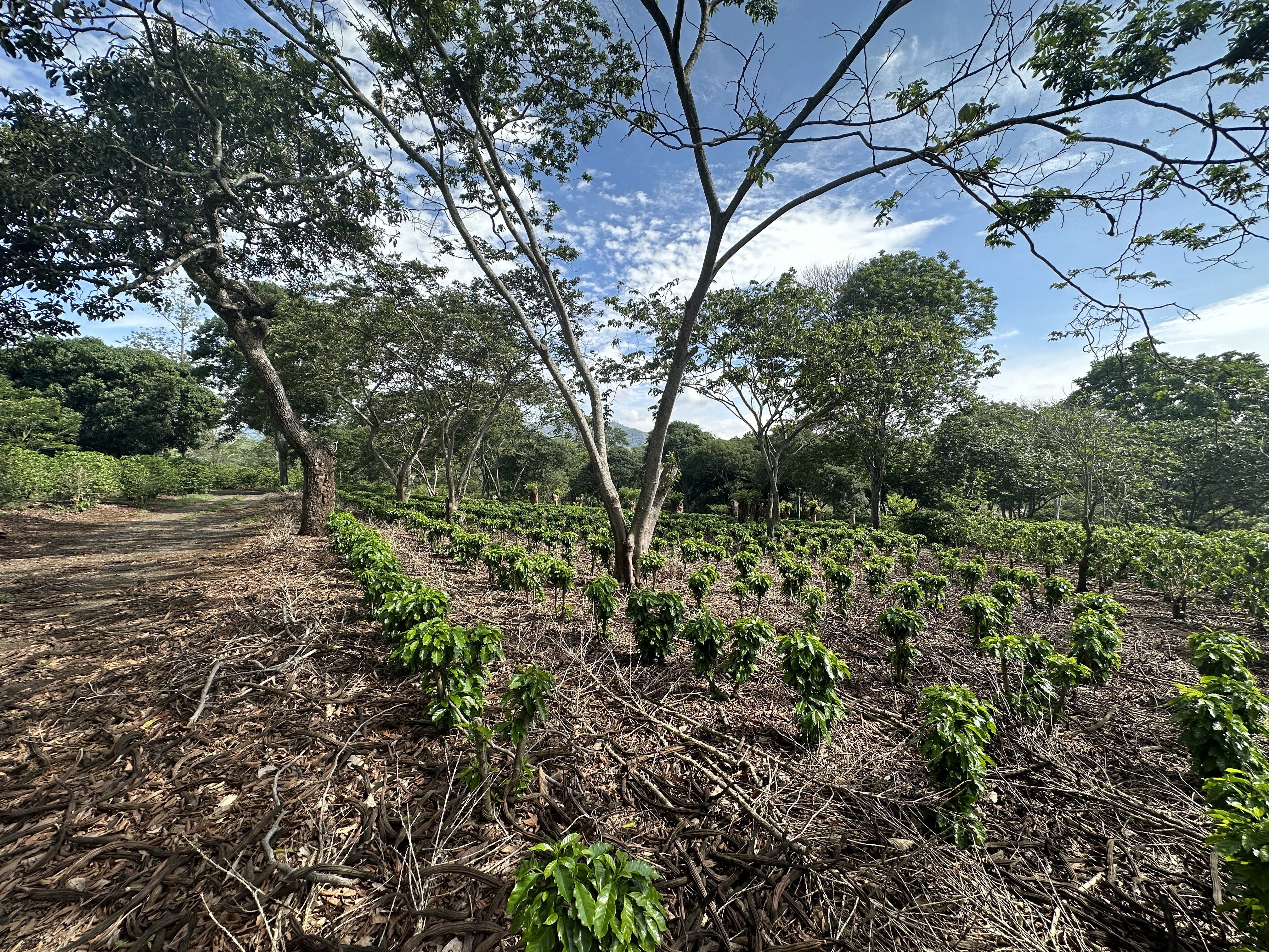 0 bed Land For Sale in Atenas, Alajuela - thumb 11