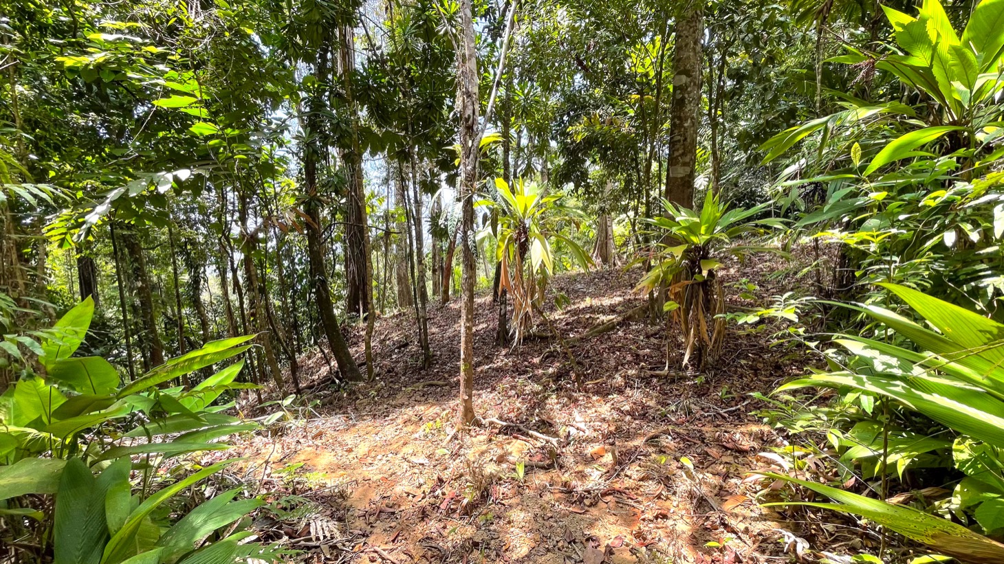 0 bed Land For Sale in Uvita, Puntarenas - thumb 8