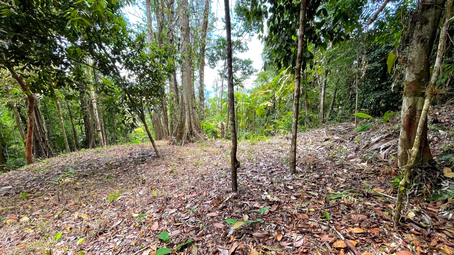 0 bed Land For Sale in Uvita, Puntarenas - thumb 3