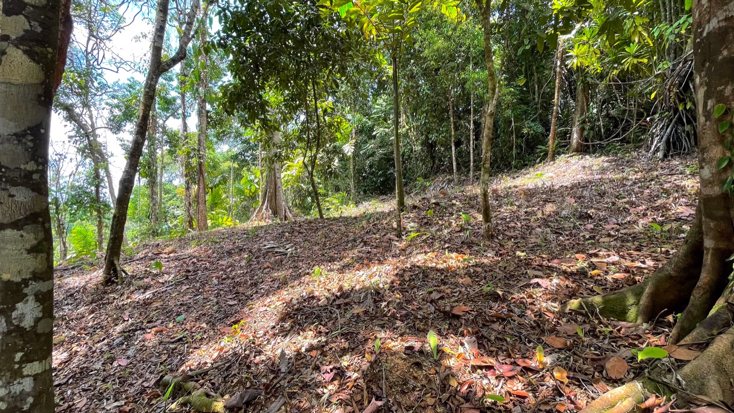 0 bed Land For Sale in Uvita, Puntarenas - thumb 4