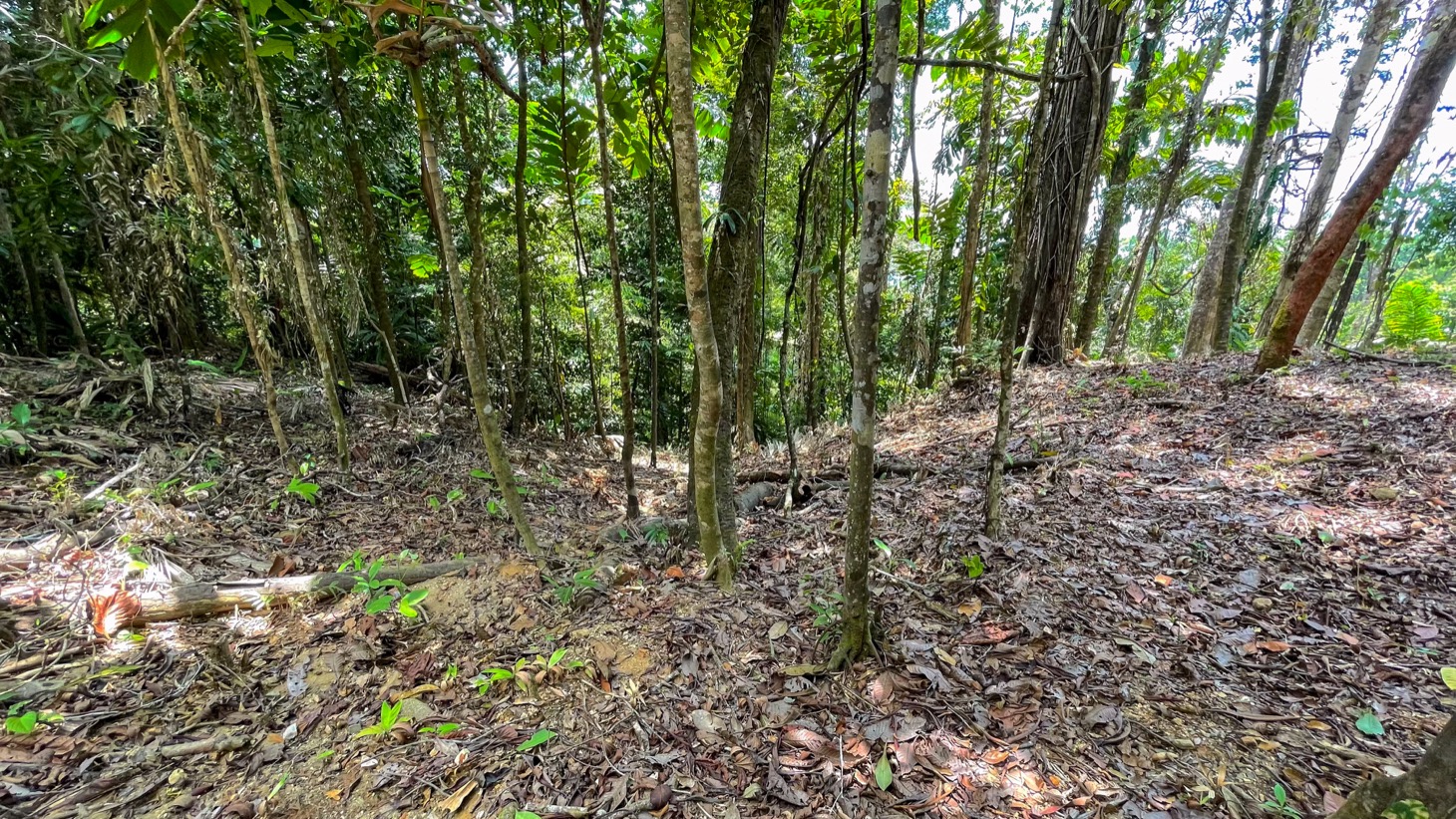 0 bed Land For Sale in Uvita, Puntarenas - thumb 10