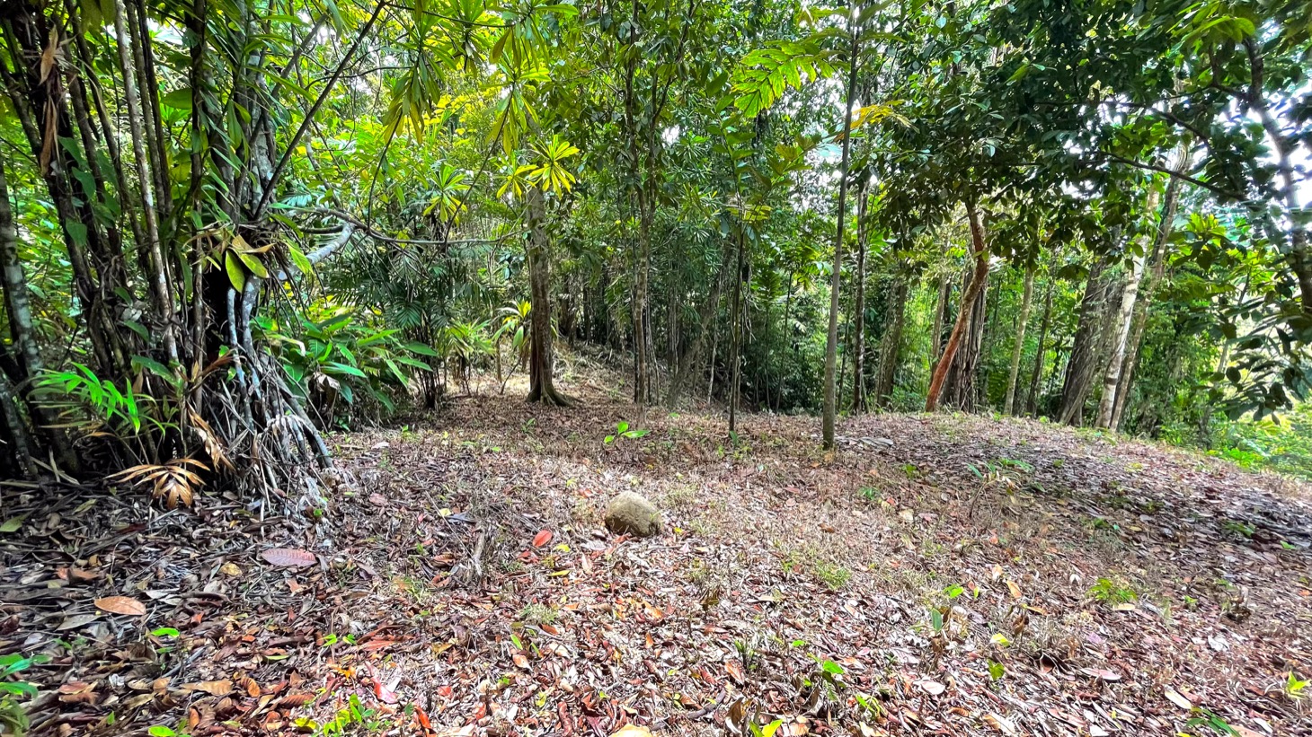 0 bed Land For Sale in Uvita, Puntarenas - thumb 6