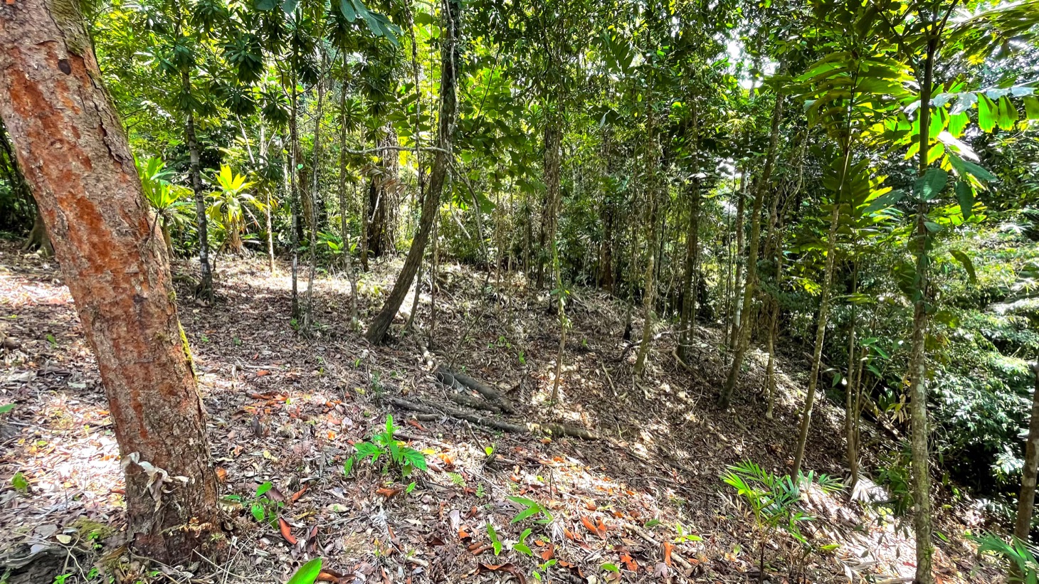 0 bed Land For Sale in Uvita, Puntarenas - thumb 9