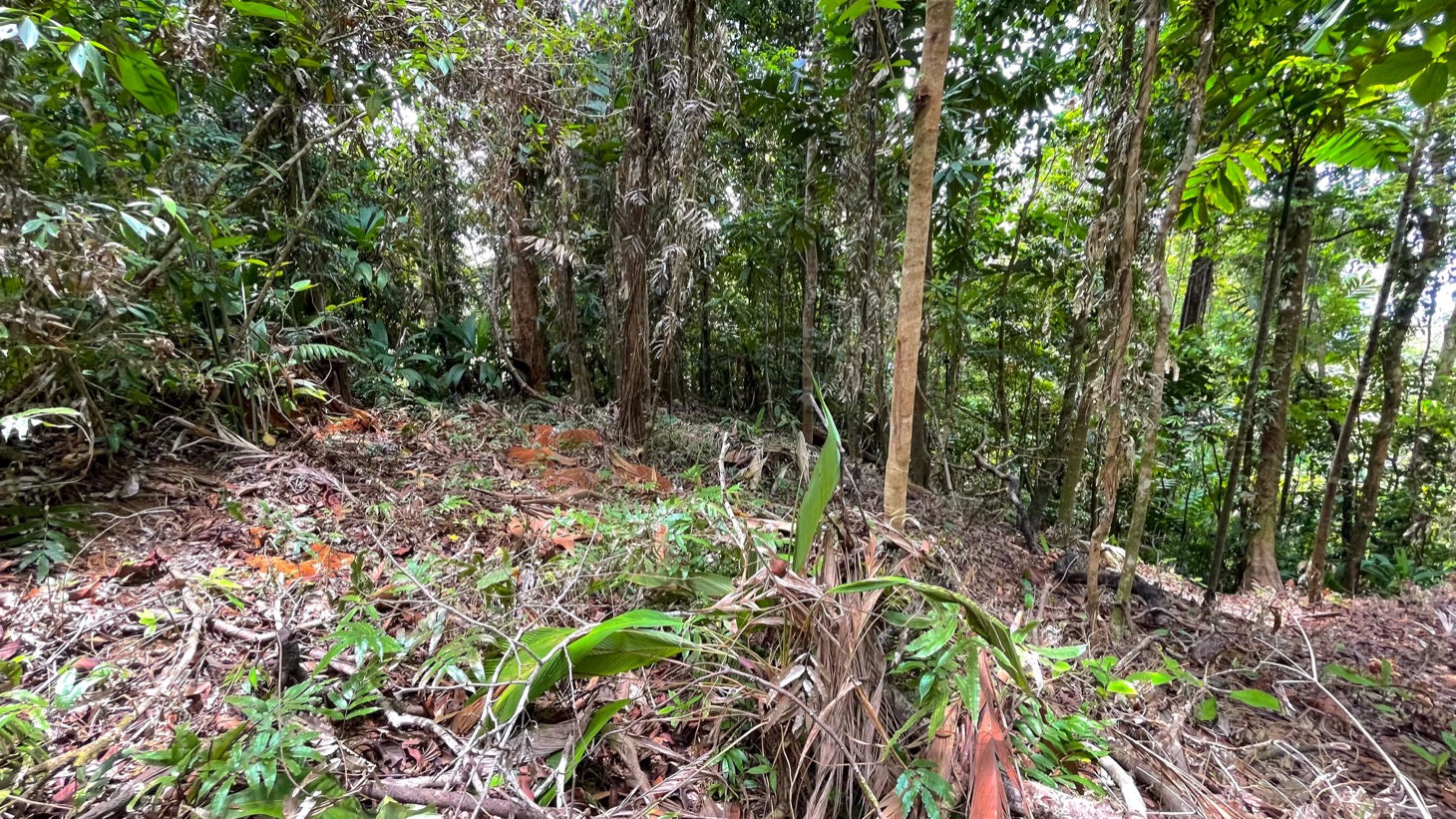 0 bed Land For Sale in Uvita, Puntarenas - thumb 12