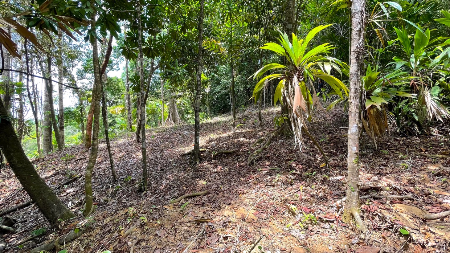 0 bed Land For Sale in Uvita, Puntarenas - thumb 7