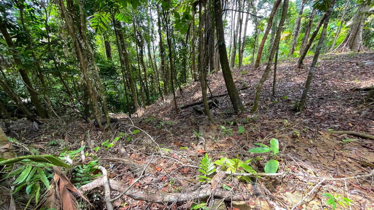 0 bed Land For Sale in Uvita, Puntarenas - thumb 11