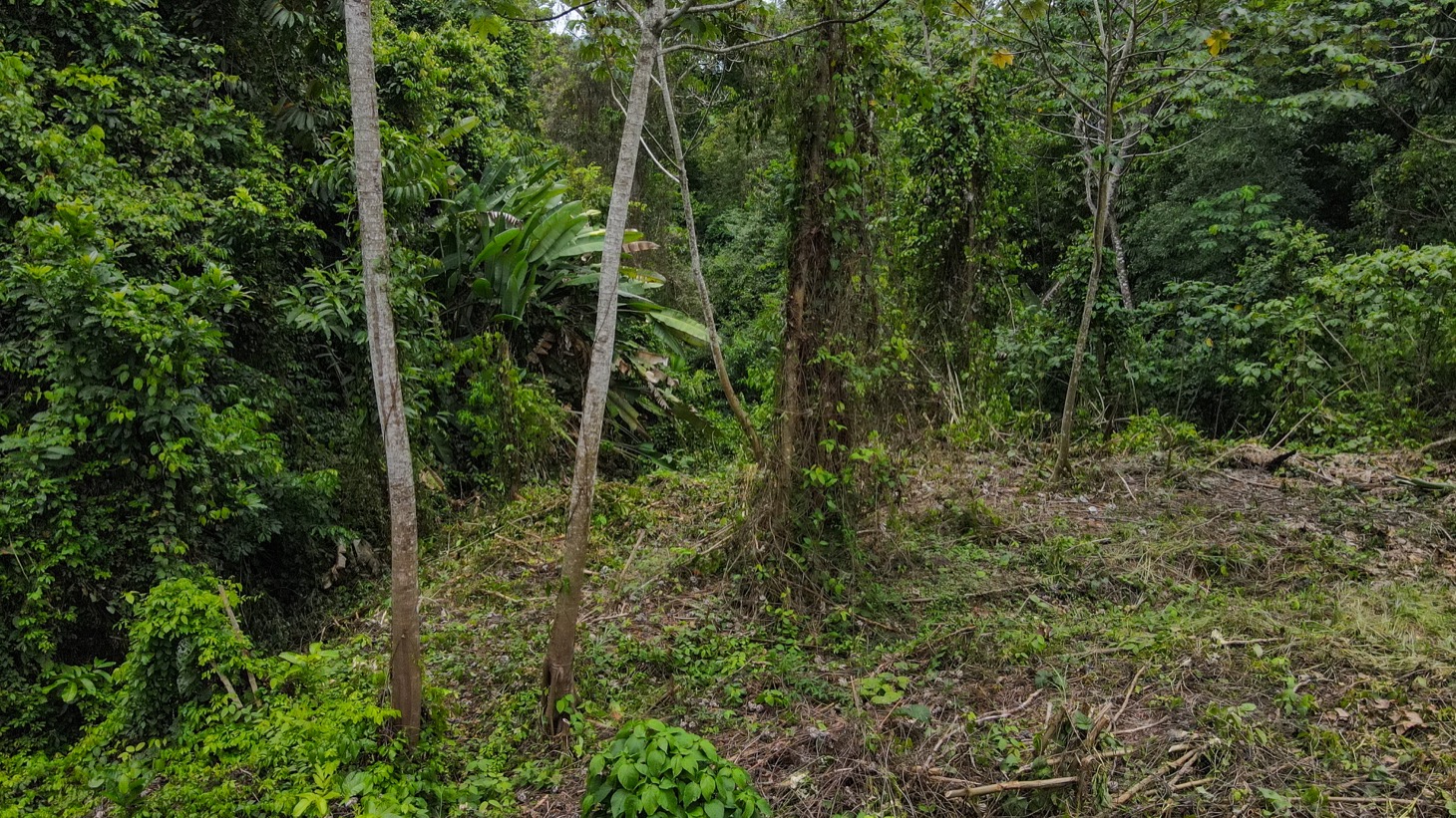 0 bed Land For Sale in Ojochal, Puntarenas - thumb 12