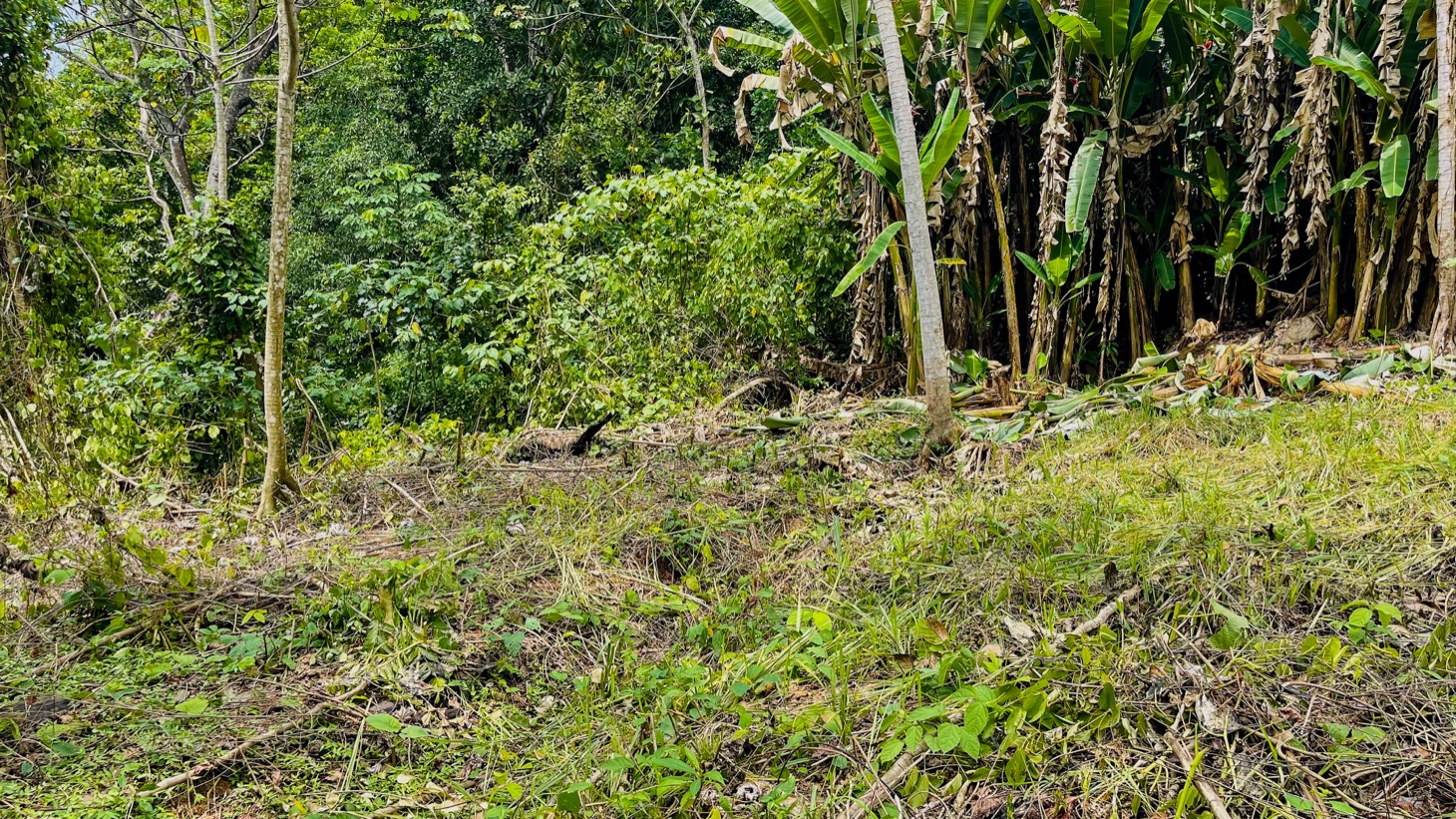0 bed Land For Sale in Ojochal, Puntarenas - thumb 11