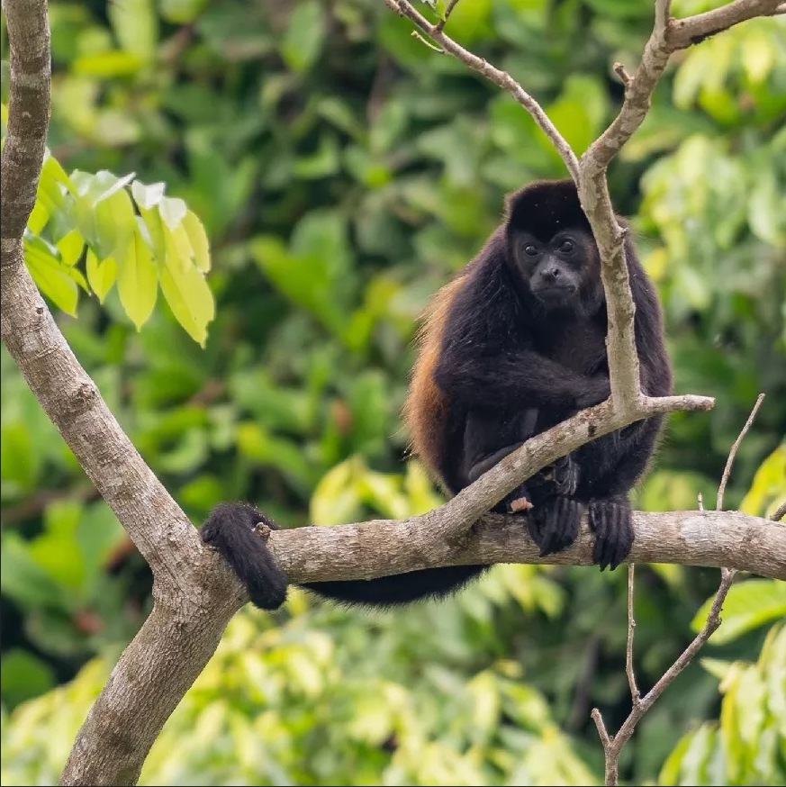 0 bed Land For Sale in Paquera, Puntarenas - thumb 9