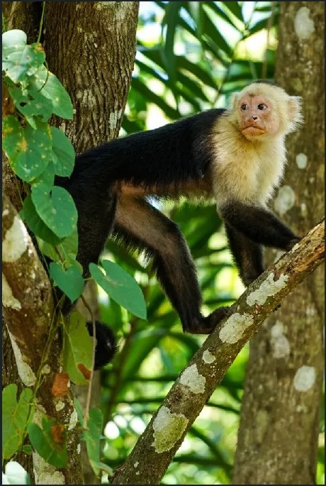 0 bed Land For Sale in Paquera, Puntarenas - thumb 10