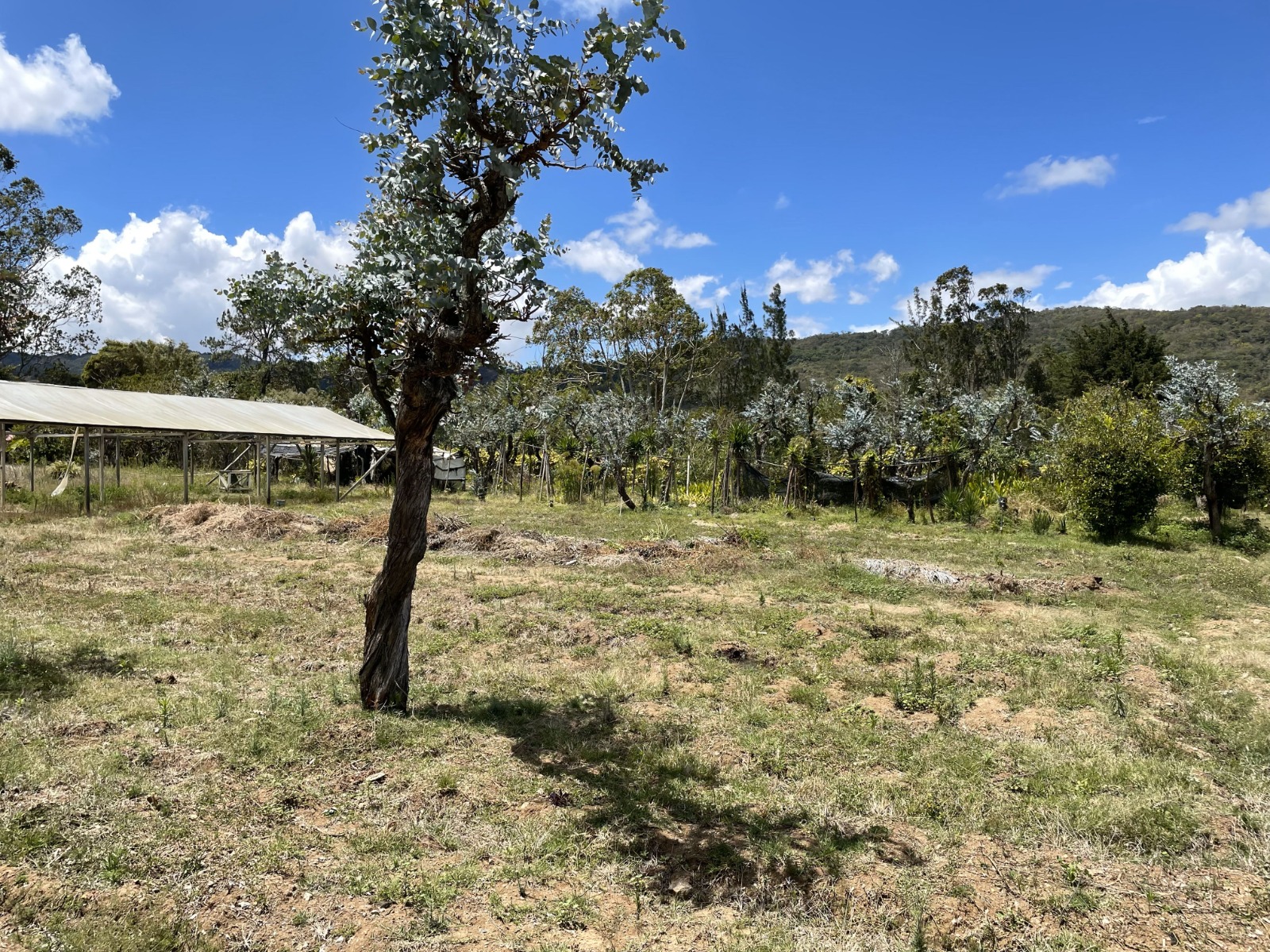 0 bed Land For Sale in Tobosi, Cartago - thumb 4