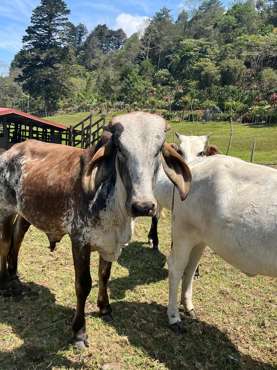 3 bed Land For Sale in El Tejar, Cartago - thumb 26