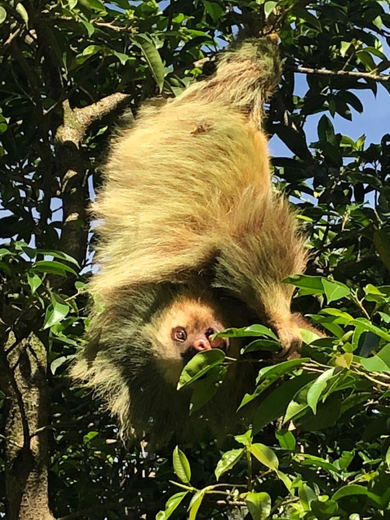 3 bed Land For Sale in El Tejar, Cartago - thumb 14