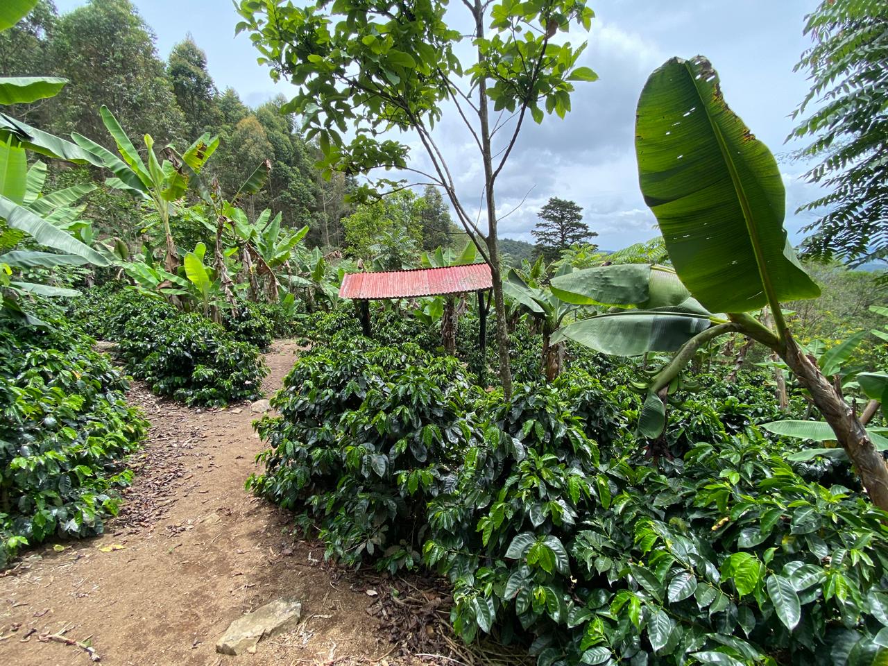 3 bed Land For Sale in El Tejar, Cartago - thumb 9