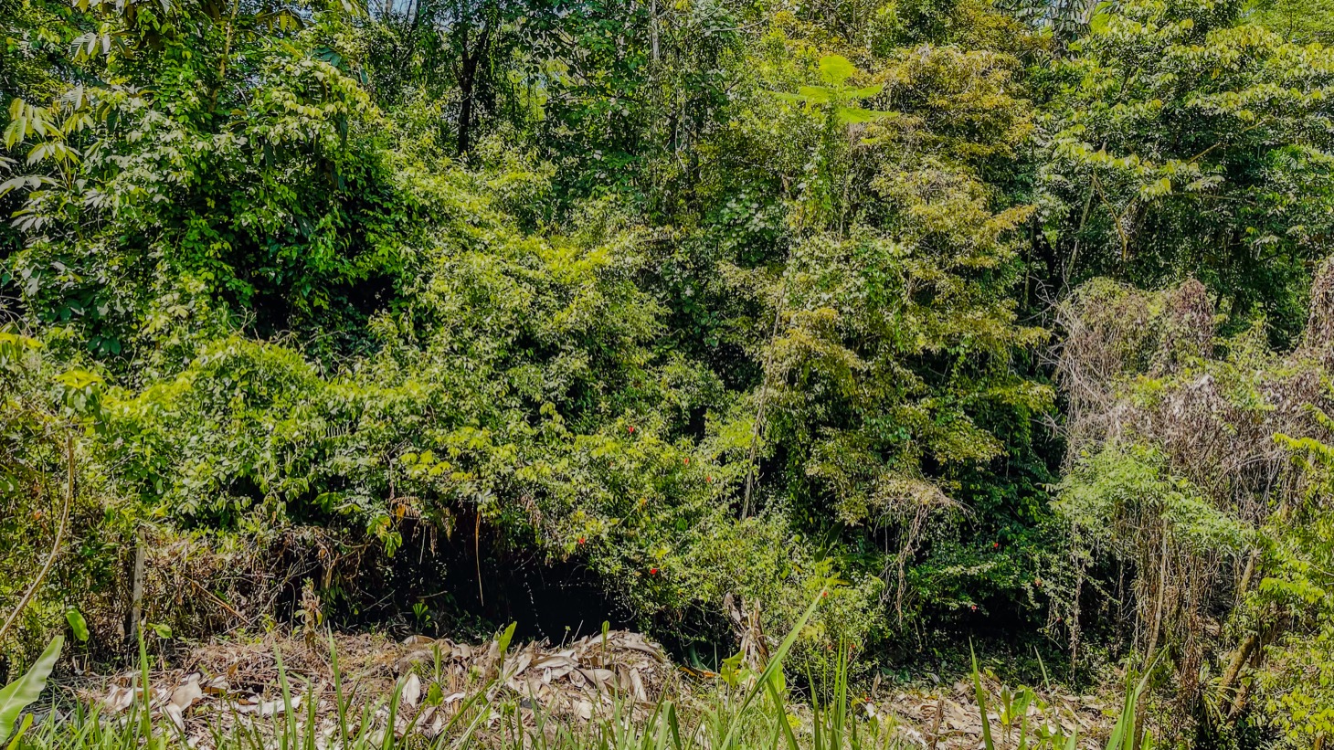 0 bed Single Family Homes For Sale in Ojochal, Puntarenas - thumb 14