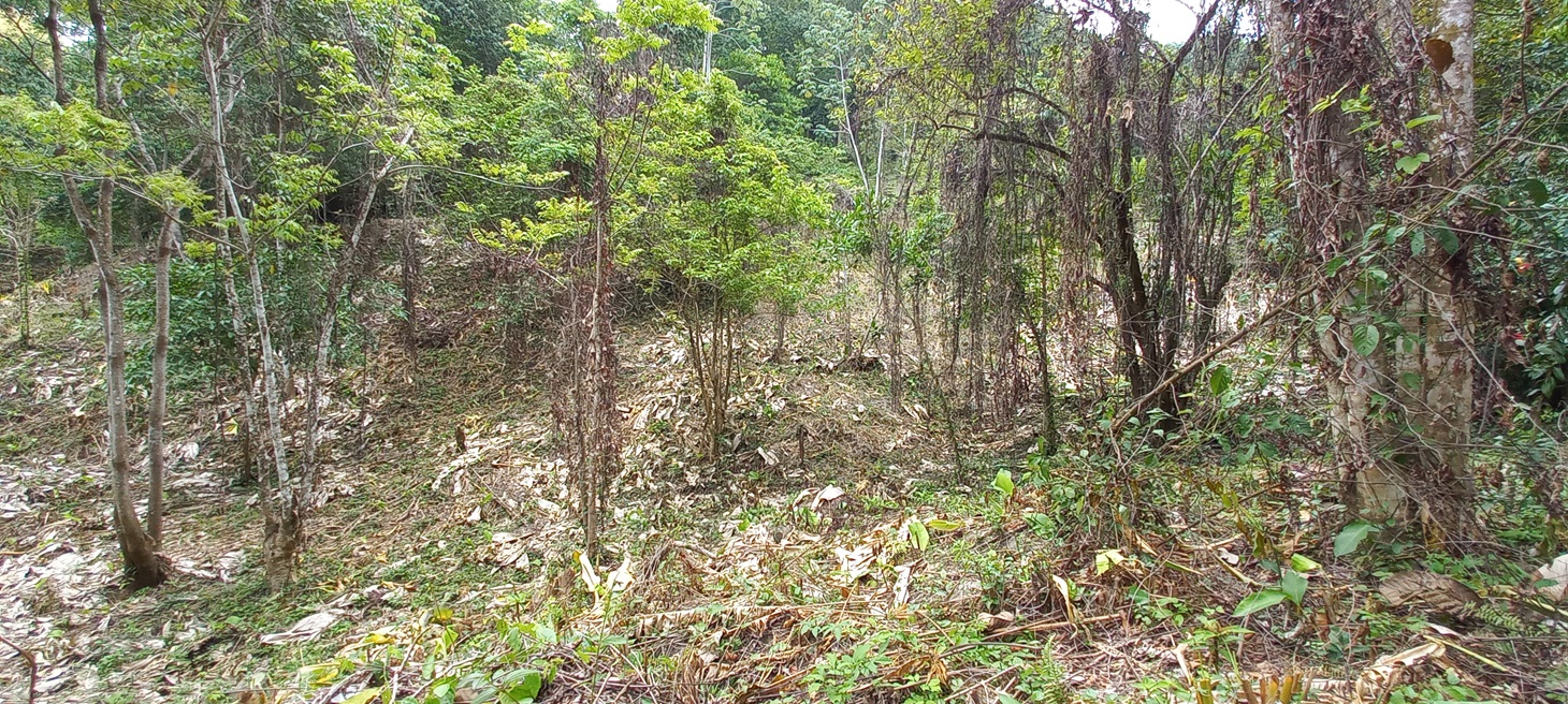 0 bed Single Family Homes For Sale in Ojochal, Puntarenas - thumb 10