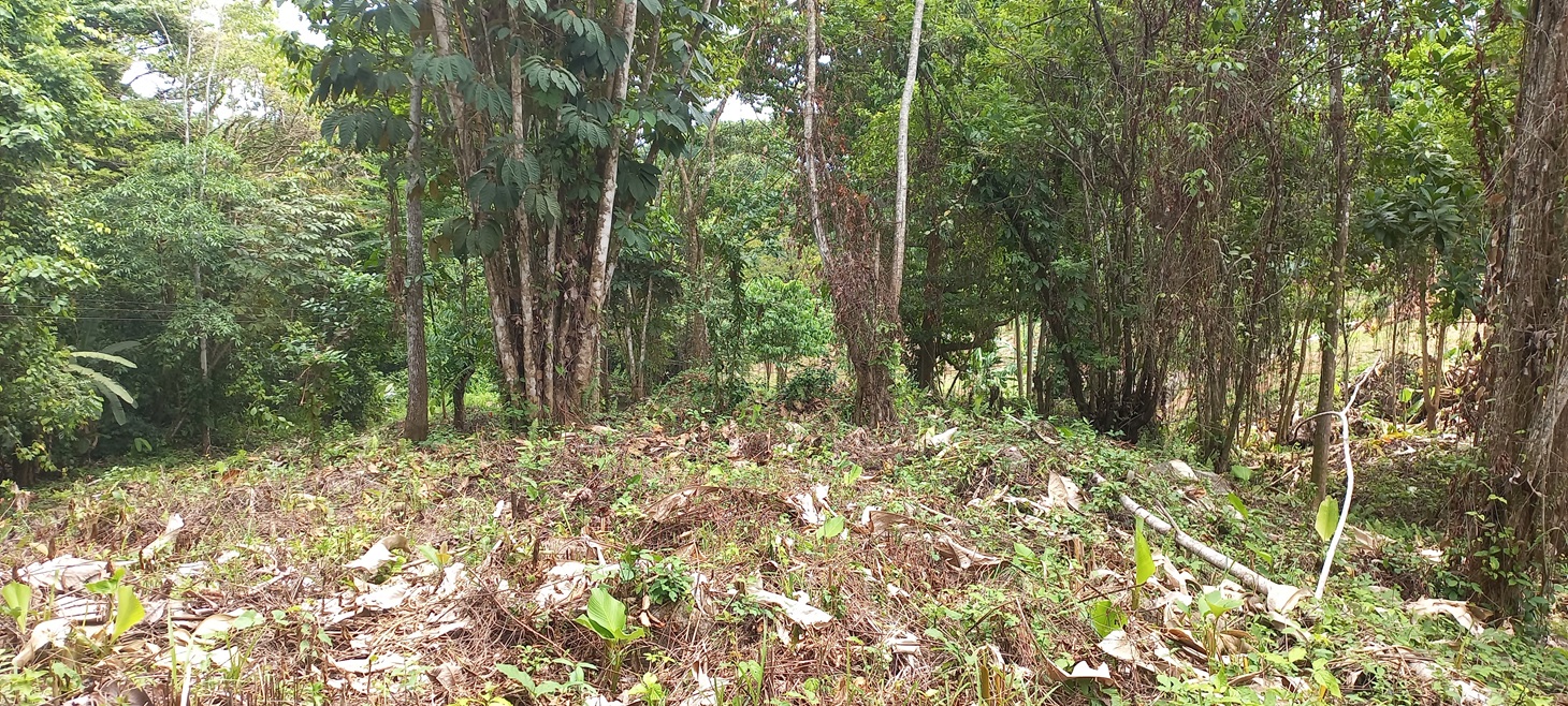 0 bed Single Family Homes For Sale in Ojochal, Puntarenas - thumb 4