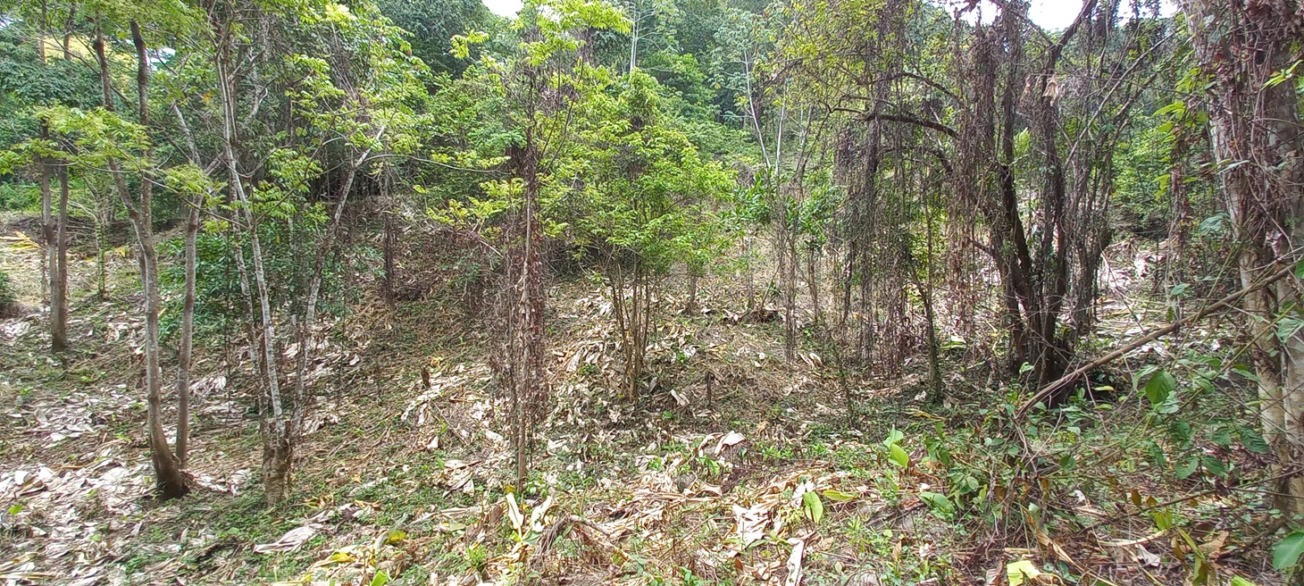 0 bed Single Family Homes For Sale in Ojochal, Puntarenas - thumb 9