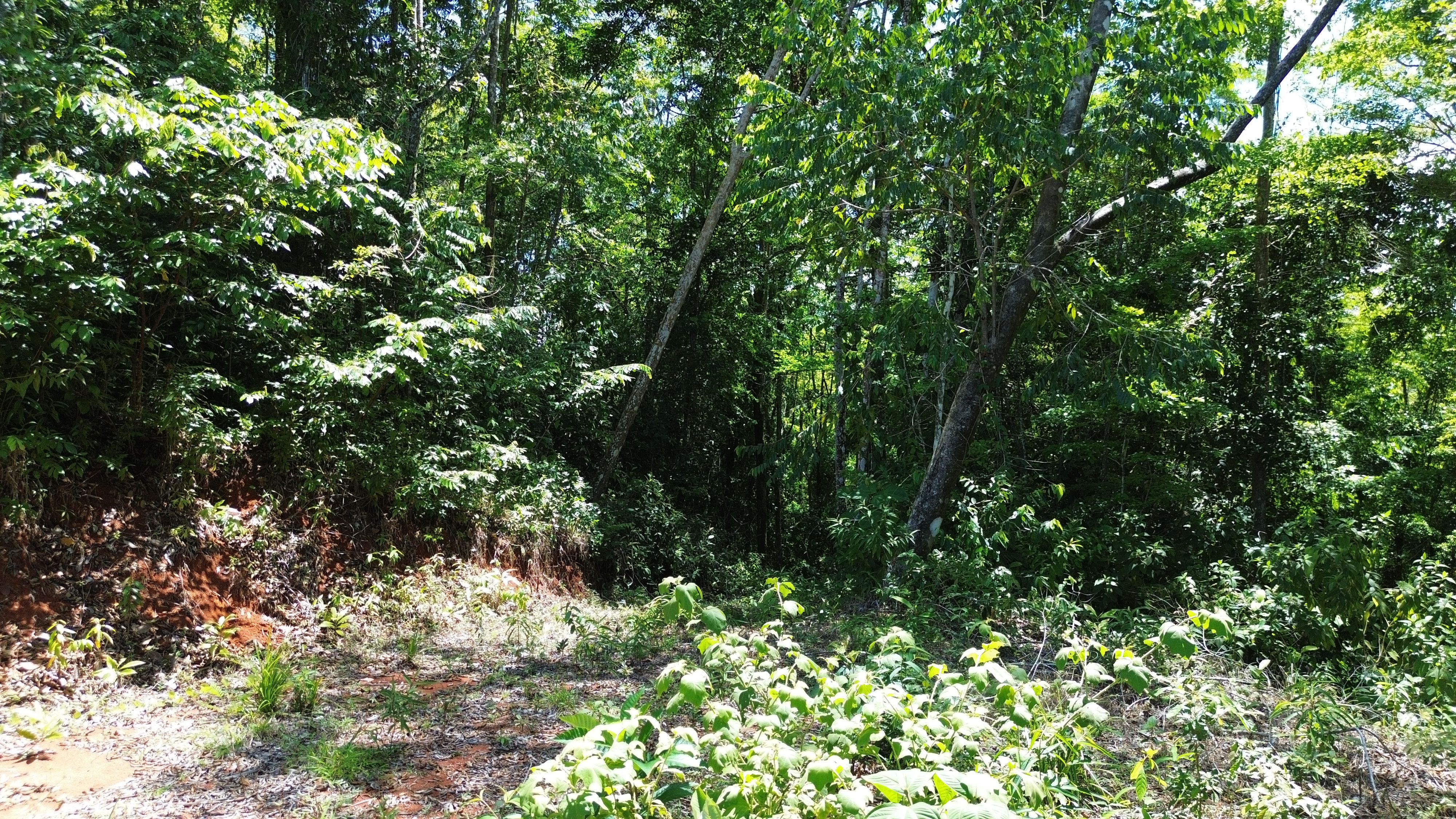 0 bed Land For Sale in Dominical, Puntarenas - thumb 17